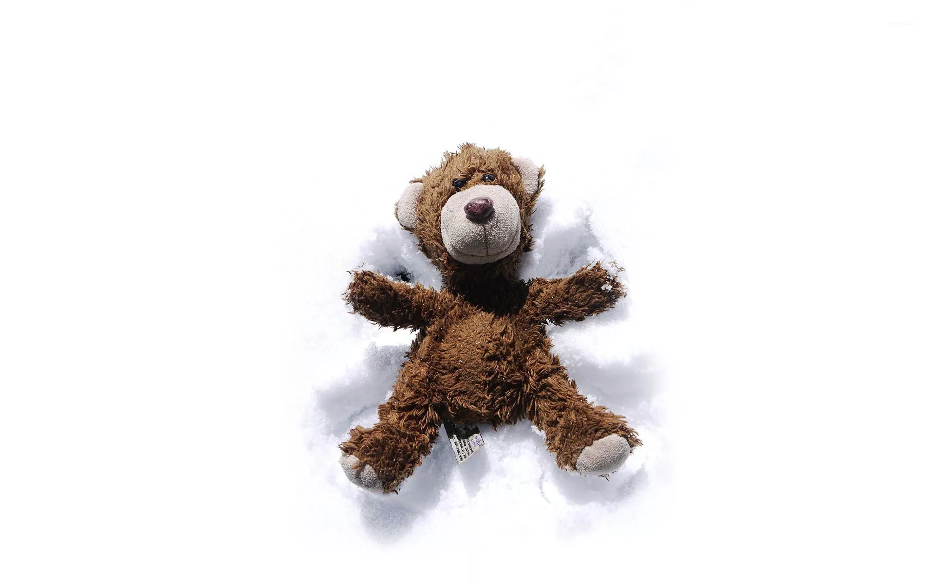 Teddy making a snow angel wallpaper