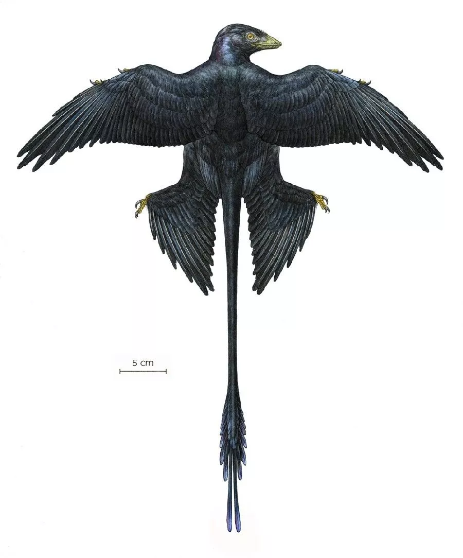 Microraptor Picture & Facts