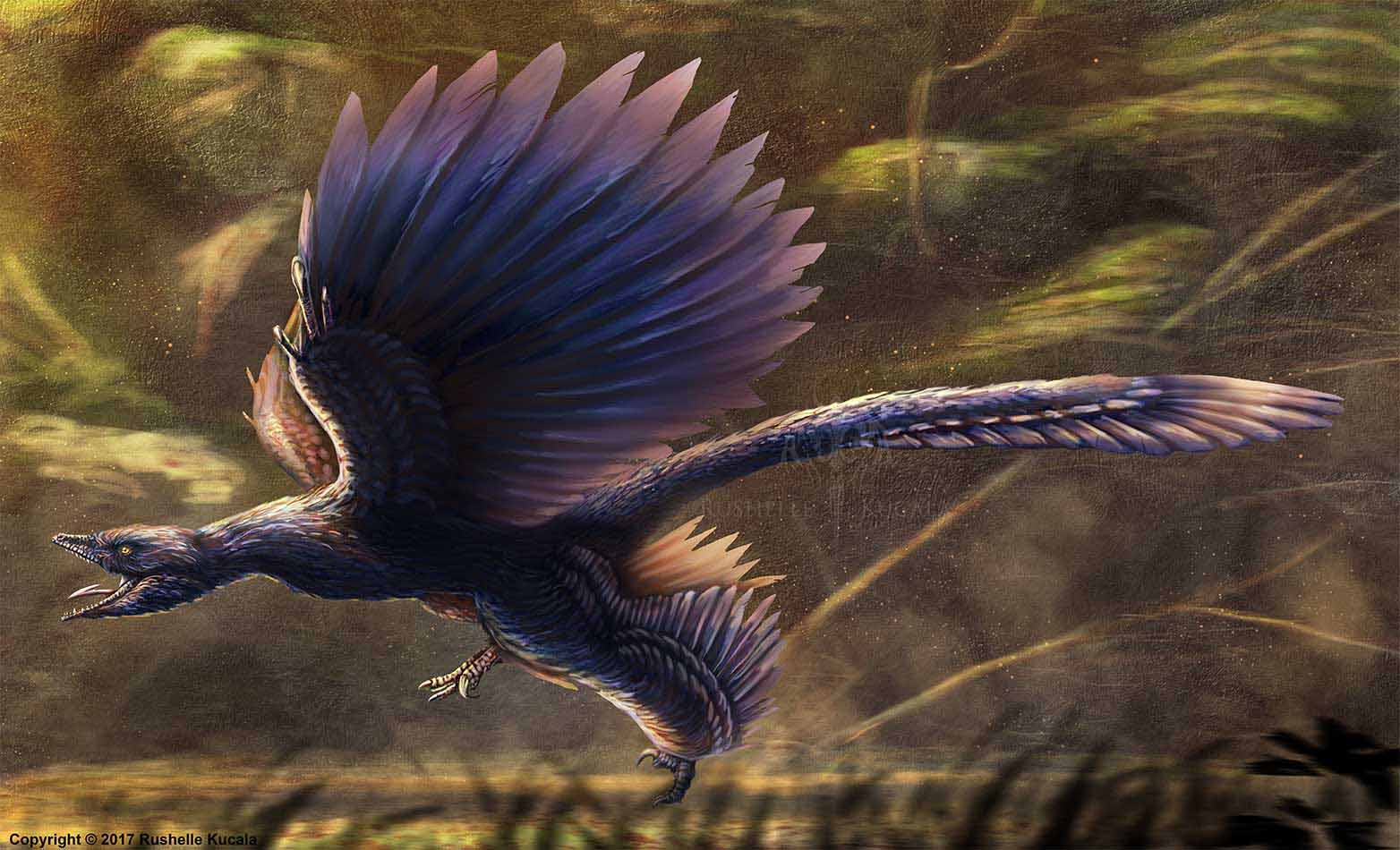 Microraptor Gui Study Kucala Art
