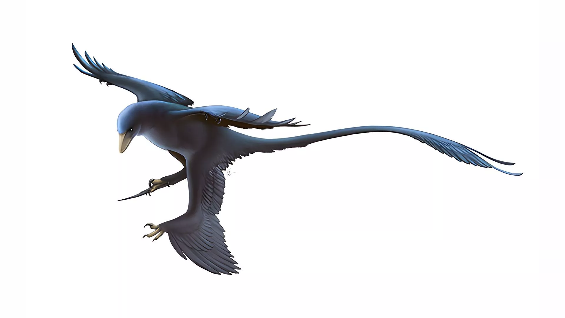 Microraptor zhaoianus
