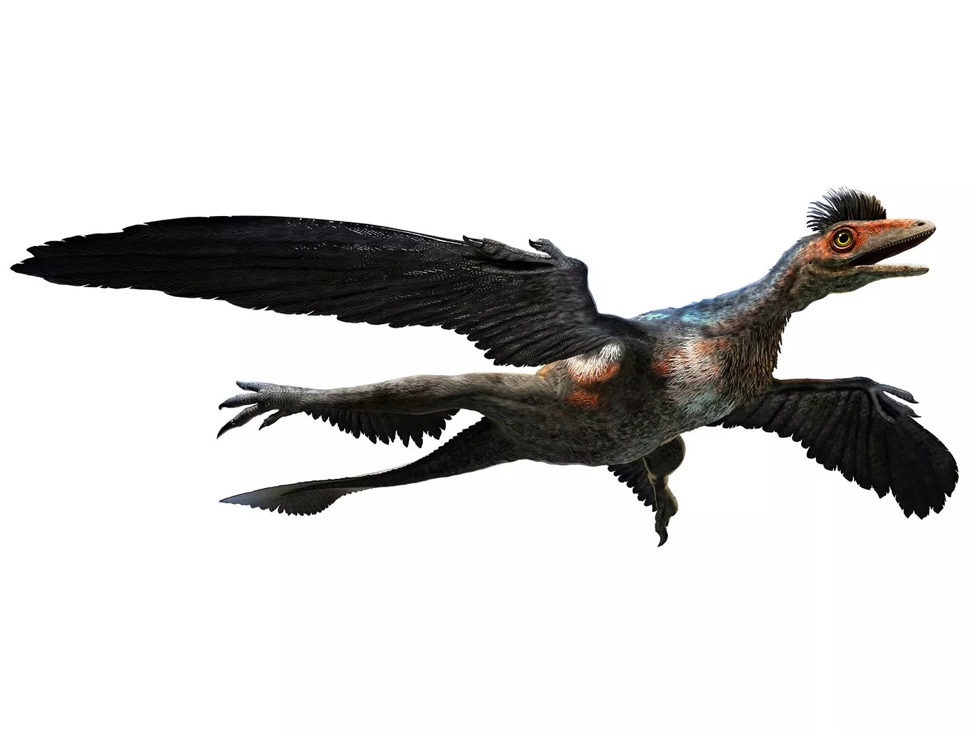 Microraptor Ate Mammals But Was Not a