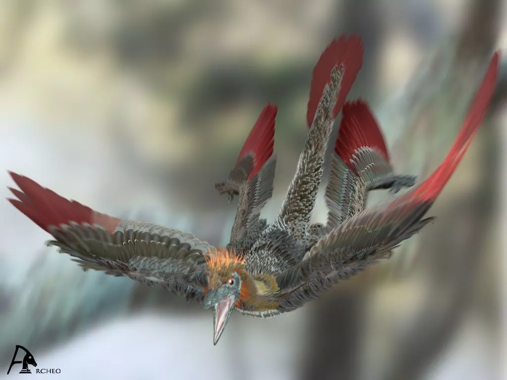 Four Winged Dinosaur, Microraptor Gui