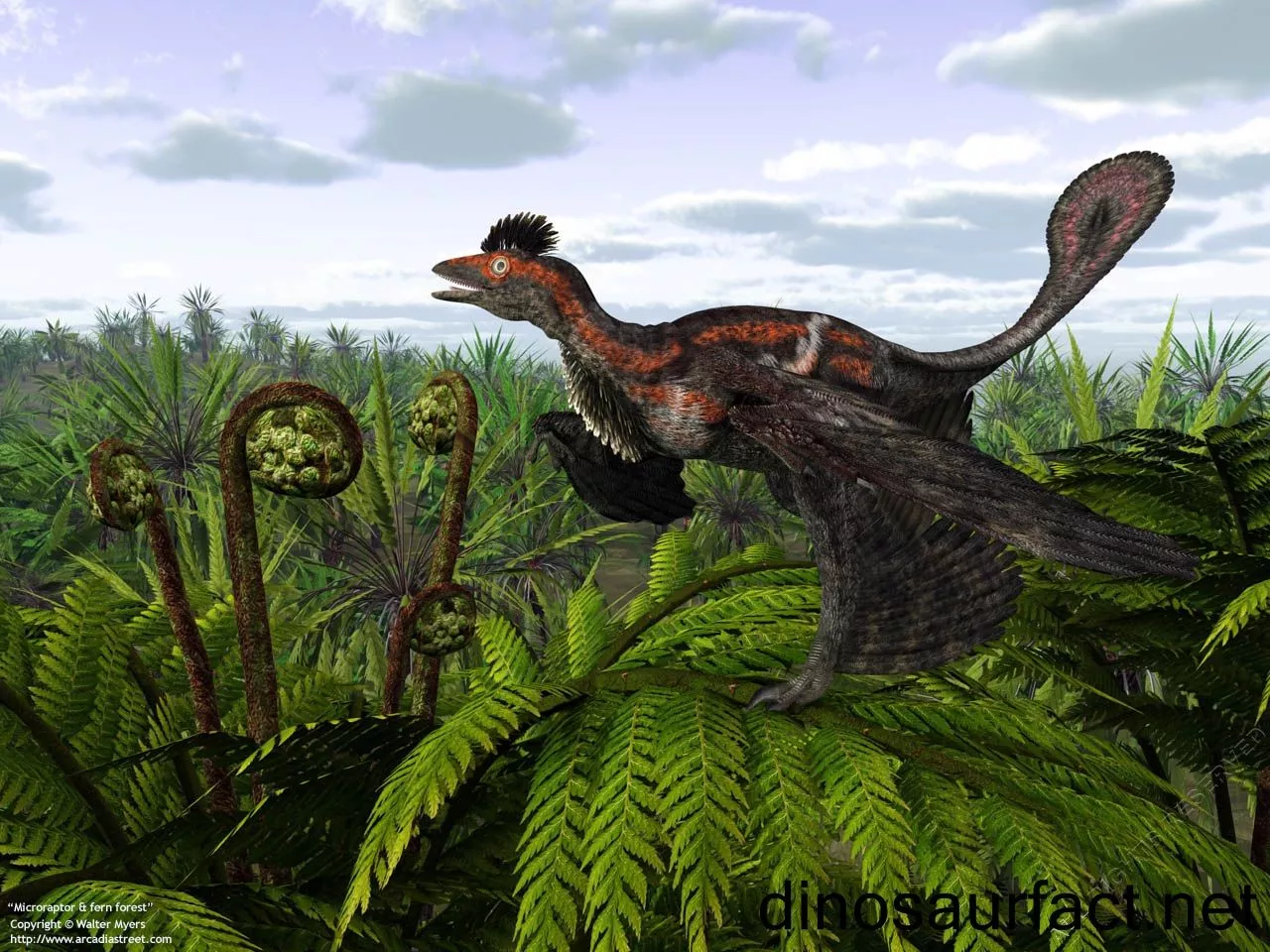 Microraptor dinosaur