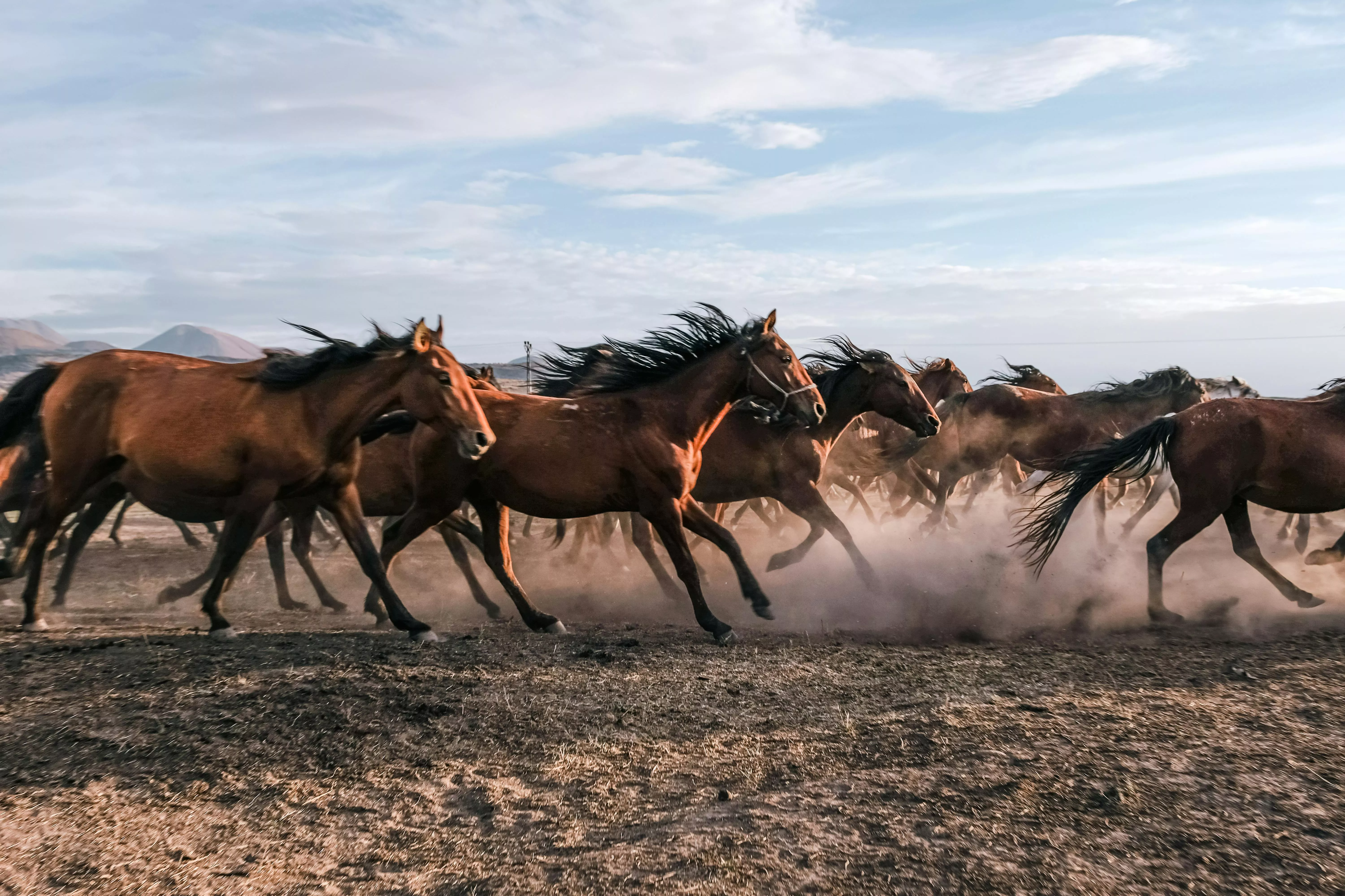 Horses Running Photo, Download