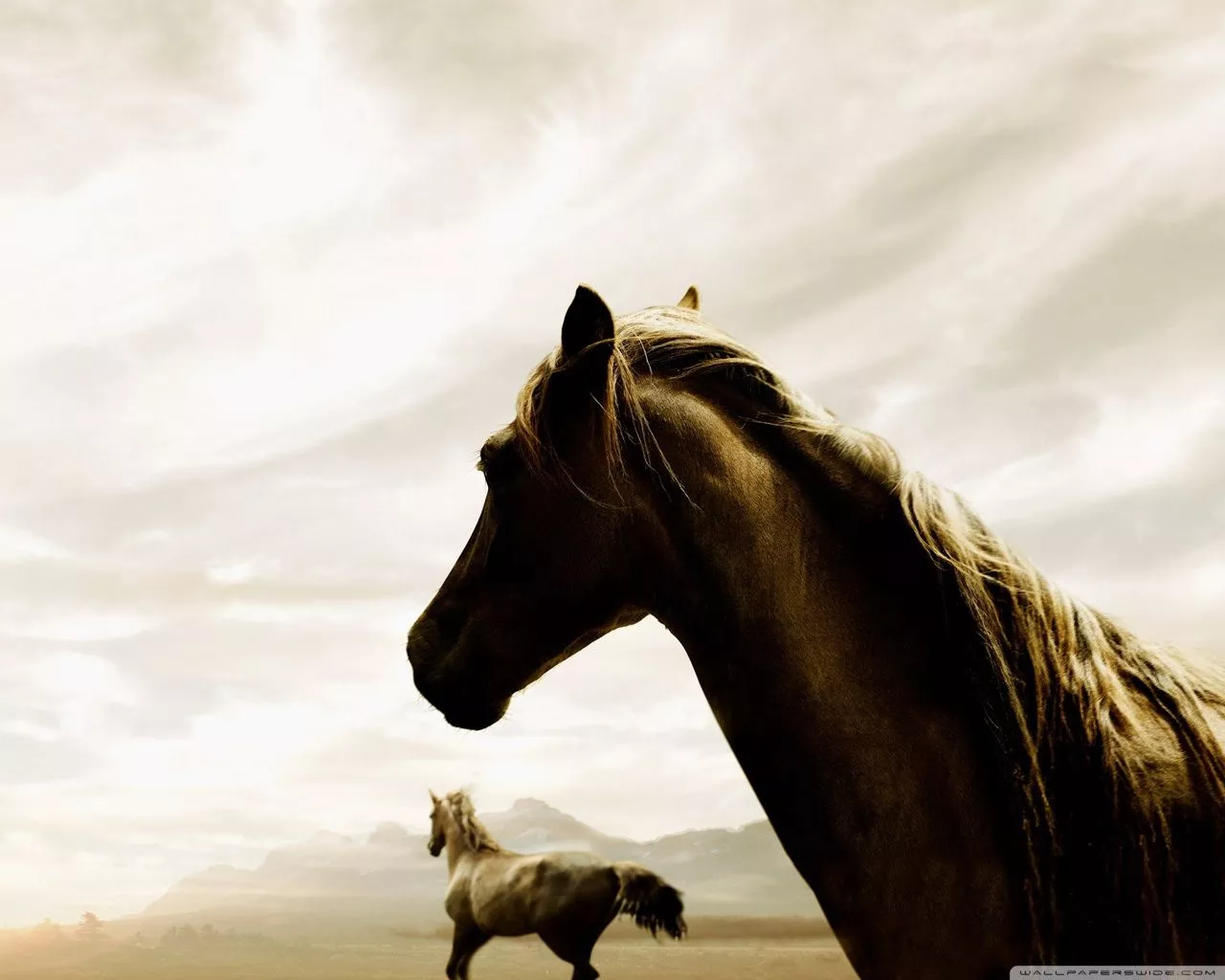 Horse 4K UHD Wallpaper for UltraHD Desktop and TV, Widescreen and UltraWide Display, Smartphone and Tablet Devices