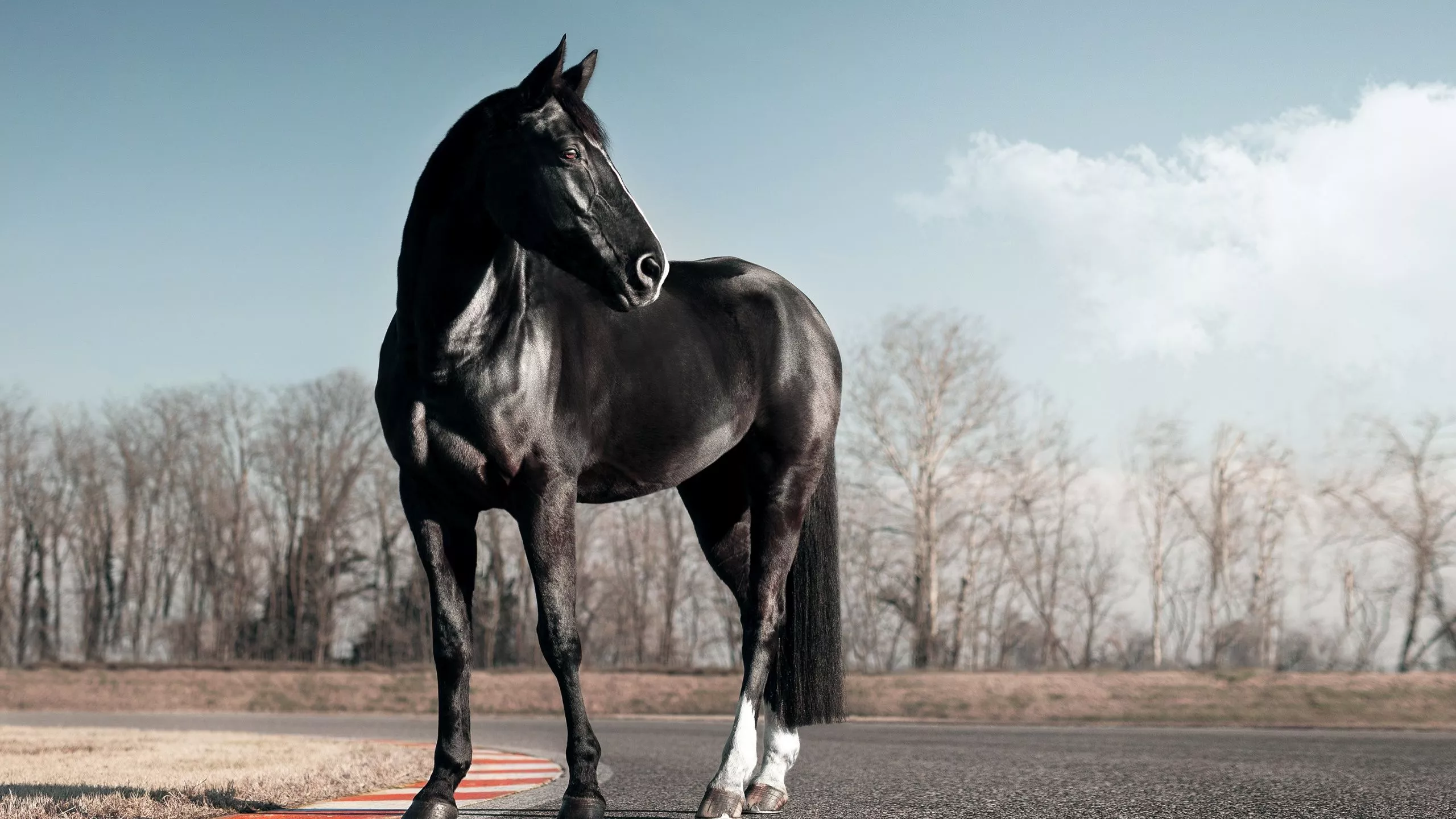 Black horse Wallpaper 4K, Race track, Clear sky