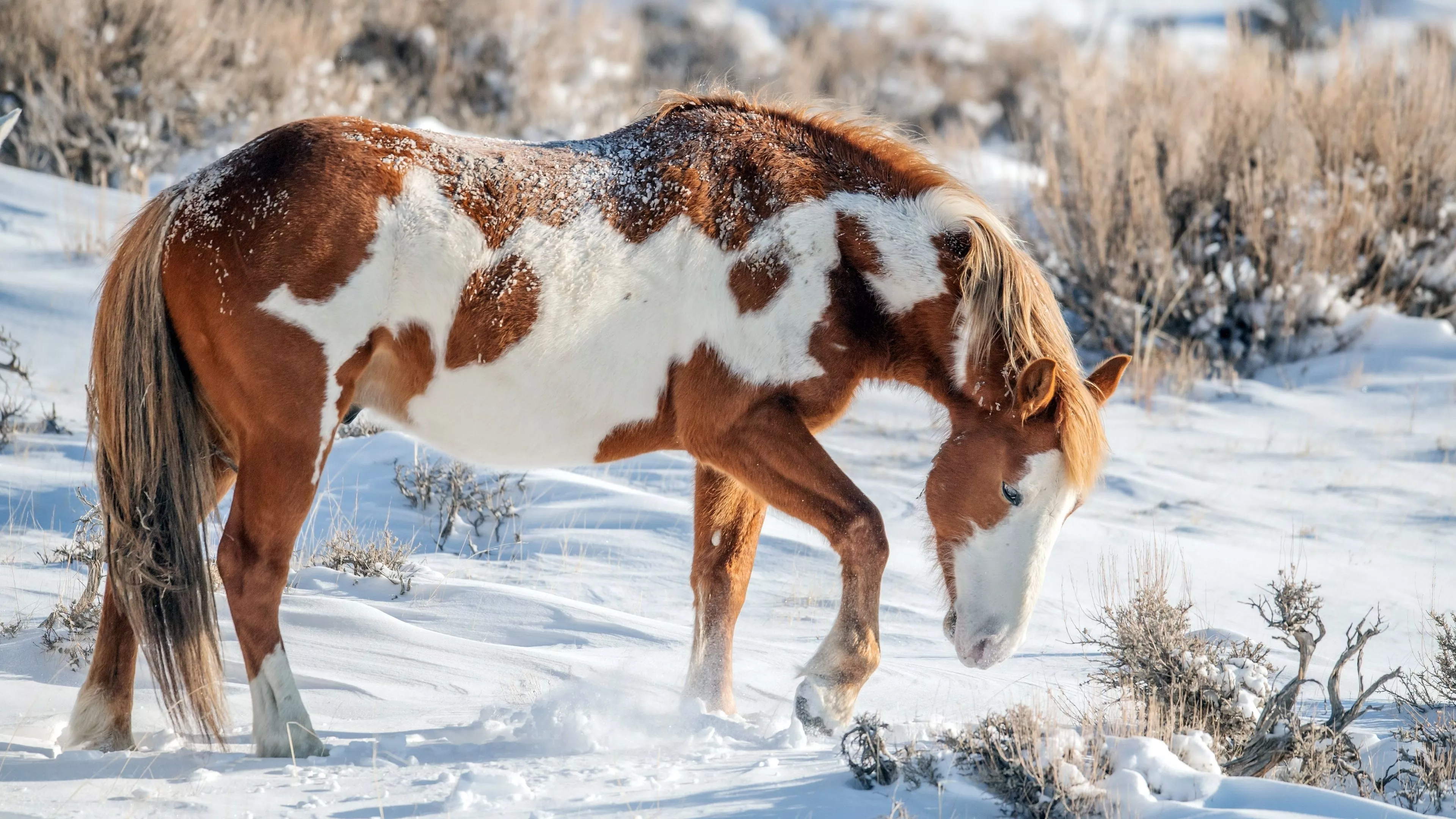 Horses in the Snow Wallpaper 64