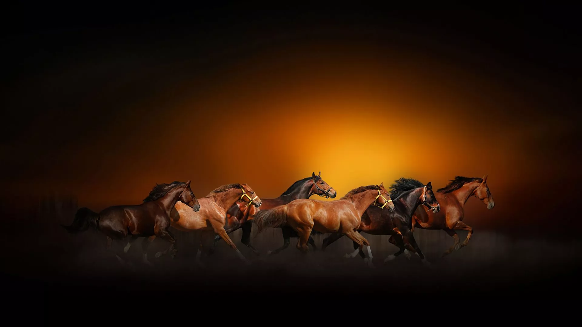 Brown Horses HD Horse Wallpaper