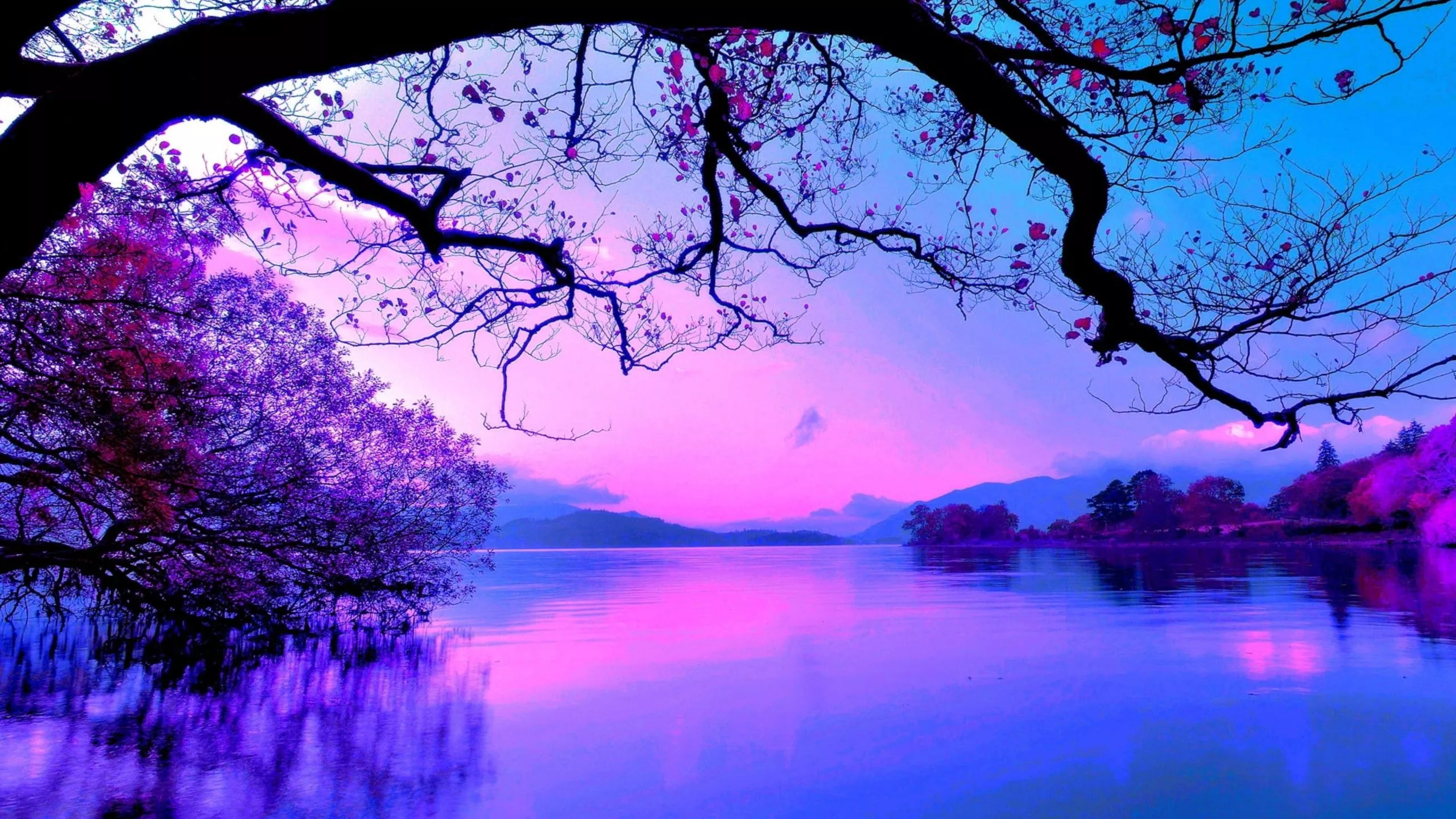 Beautiful Purple Sky And Trees With