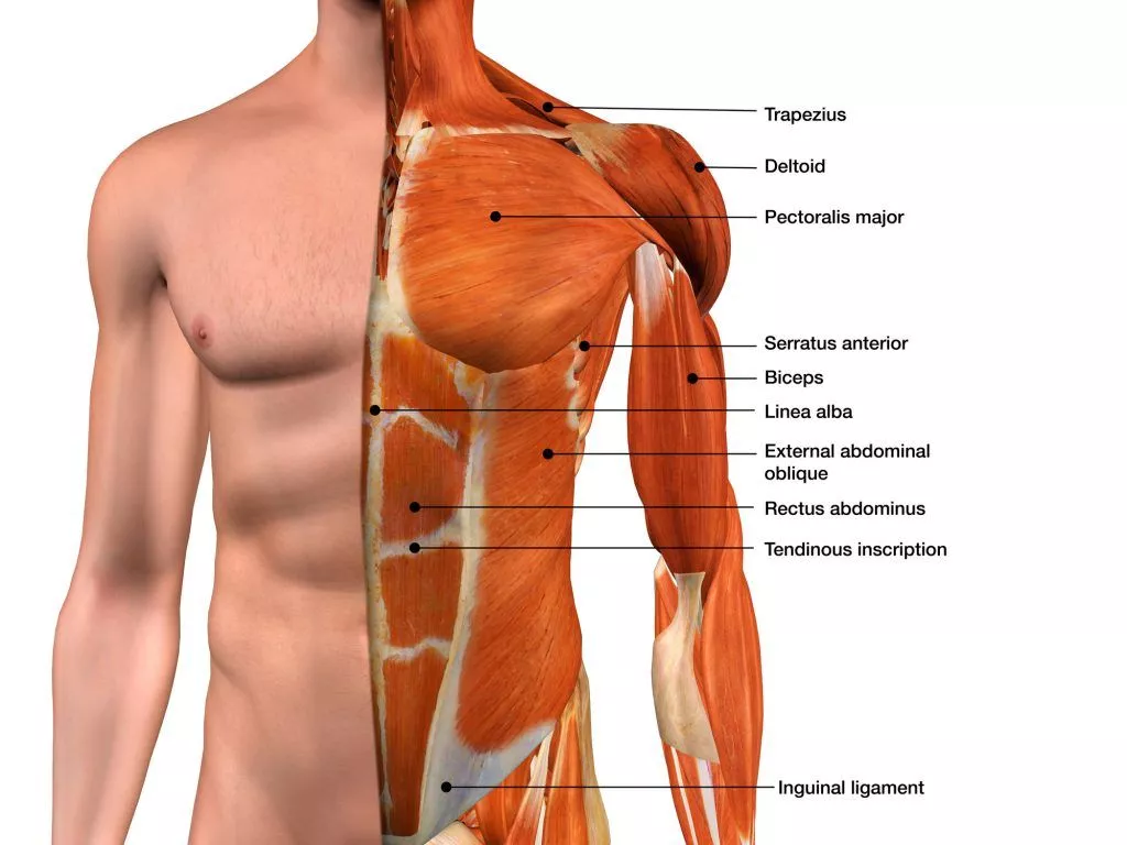 Zoom on the anatomy of The Abdominals