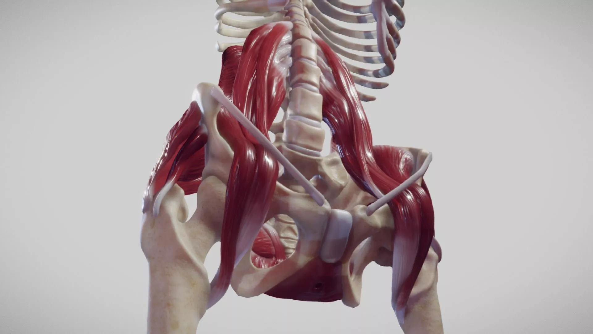 posterior abdominal wall model