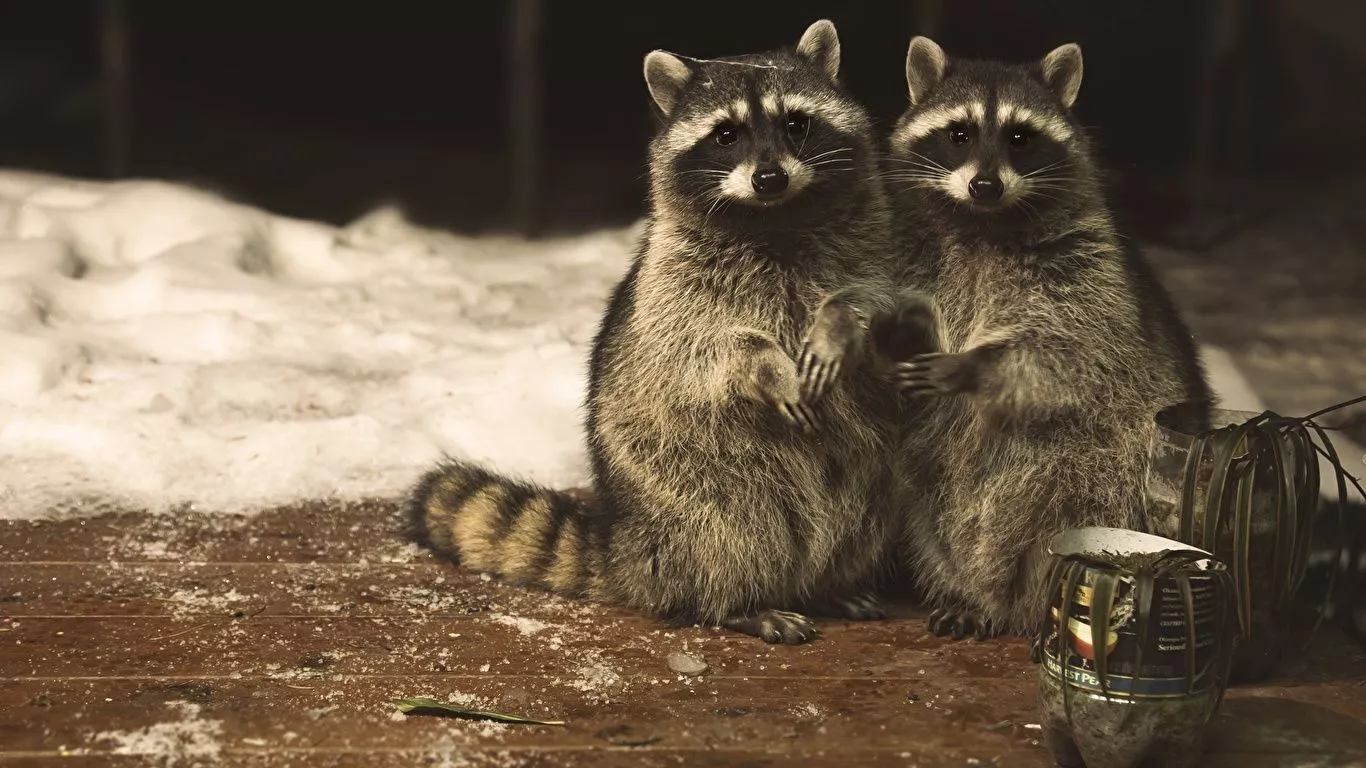 Desktop Wallpaper Raccoons pretty Two