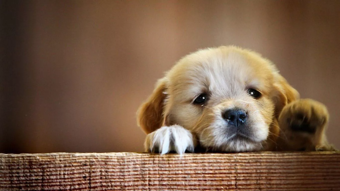 Golden Retriever (Puppy, Cute, Paws) HD