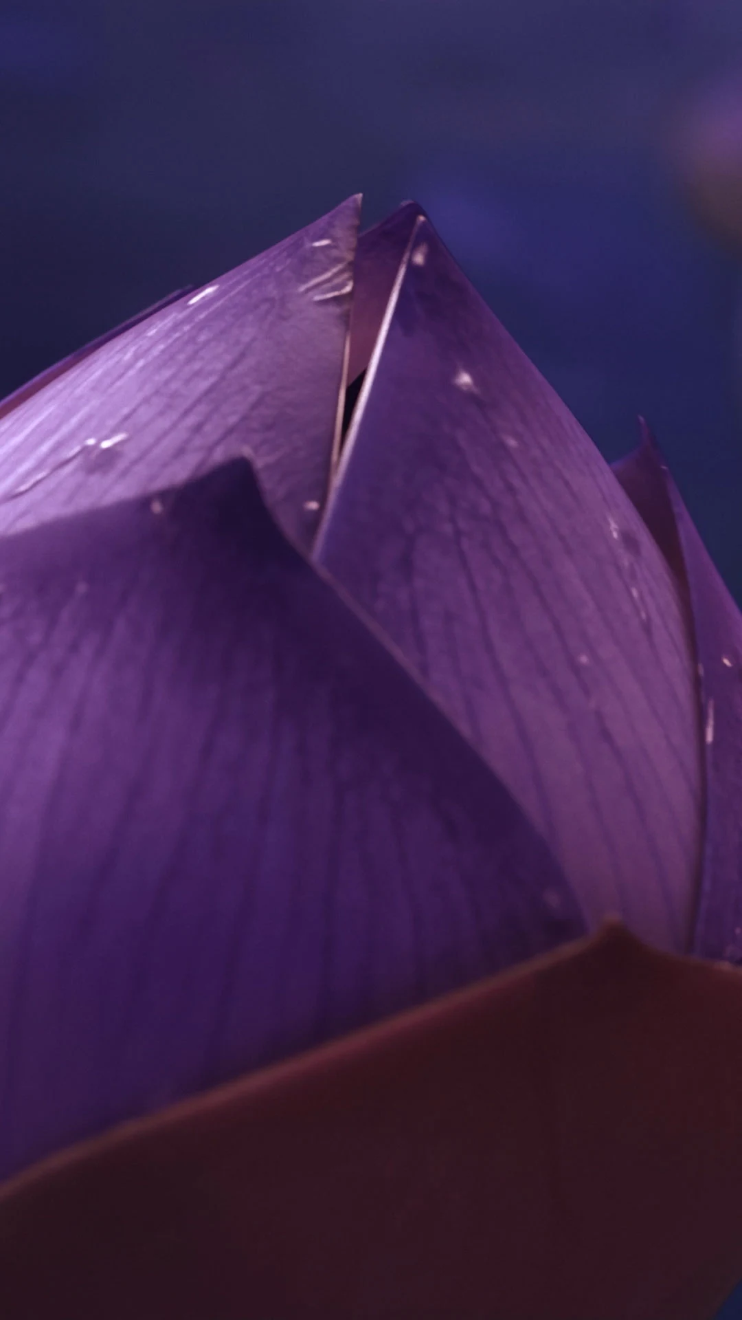 Vivo V40 ZEISS All Main Camera