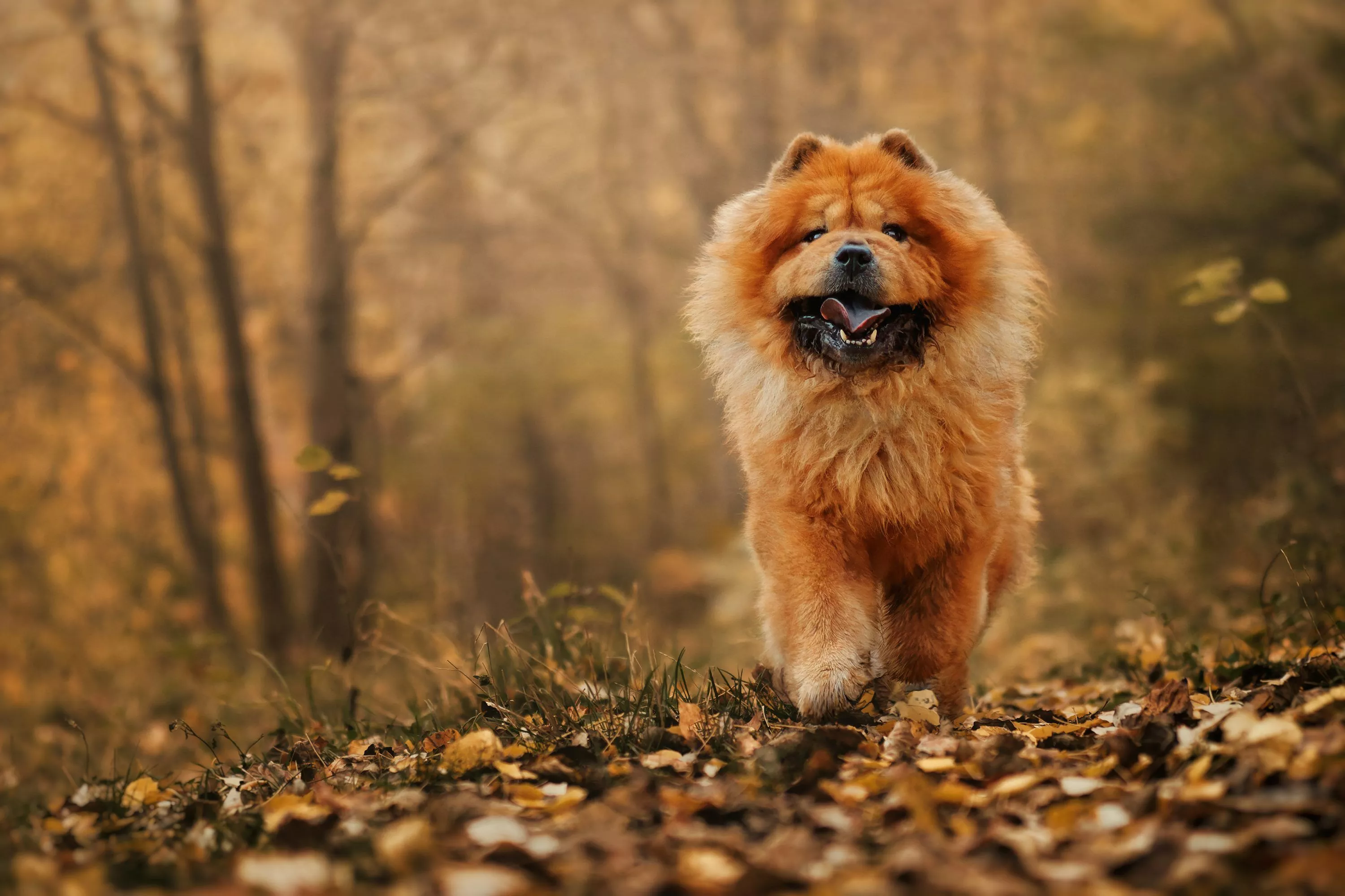 Chow Chow Picture [HD]. Download