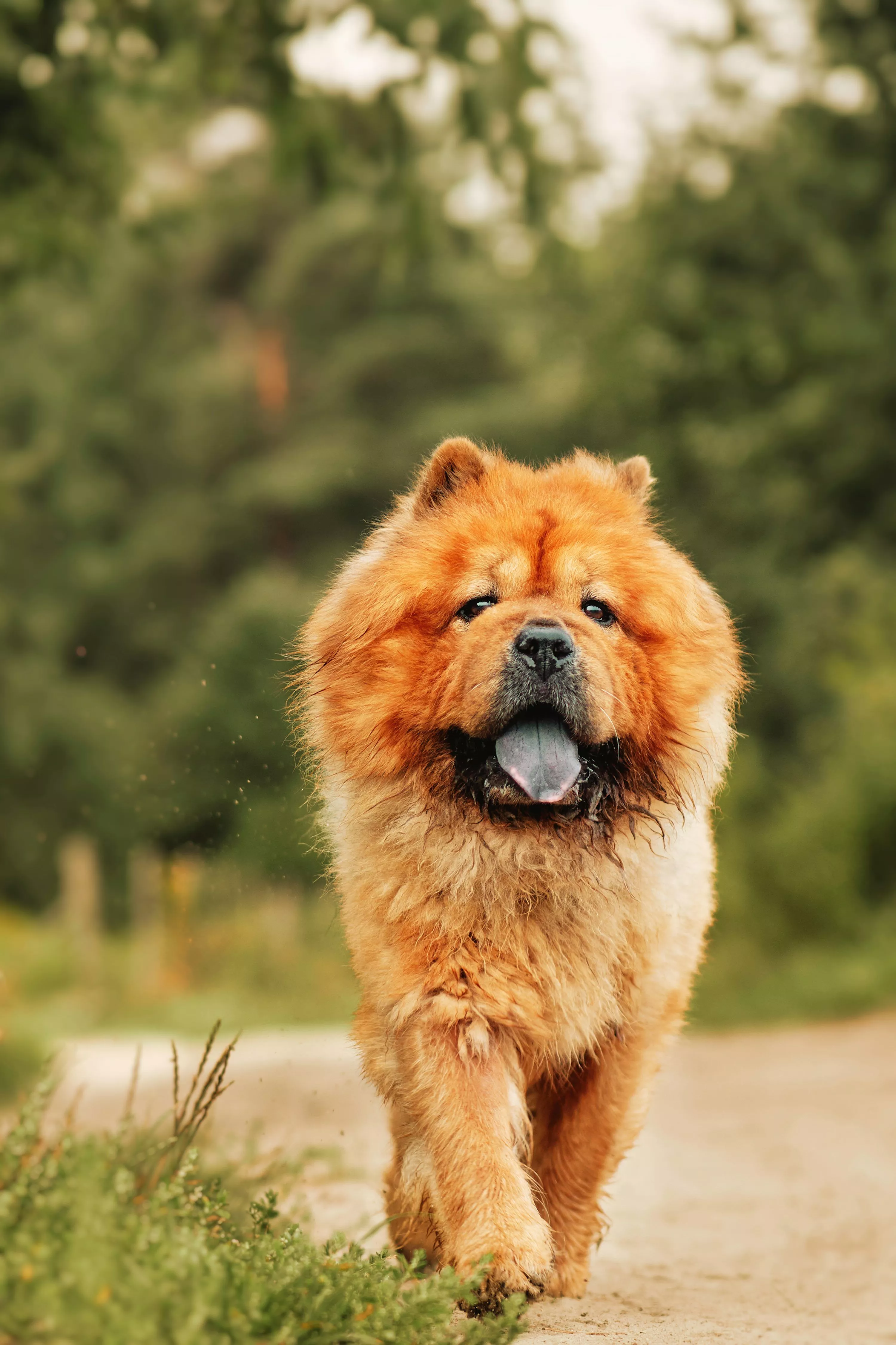 Chow Chow Picture [HD]. Download