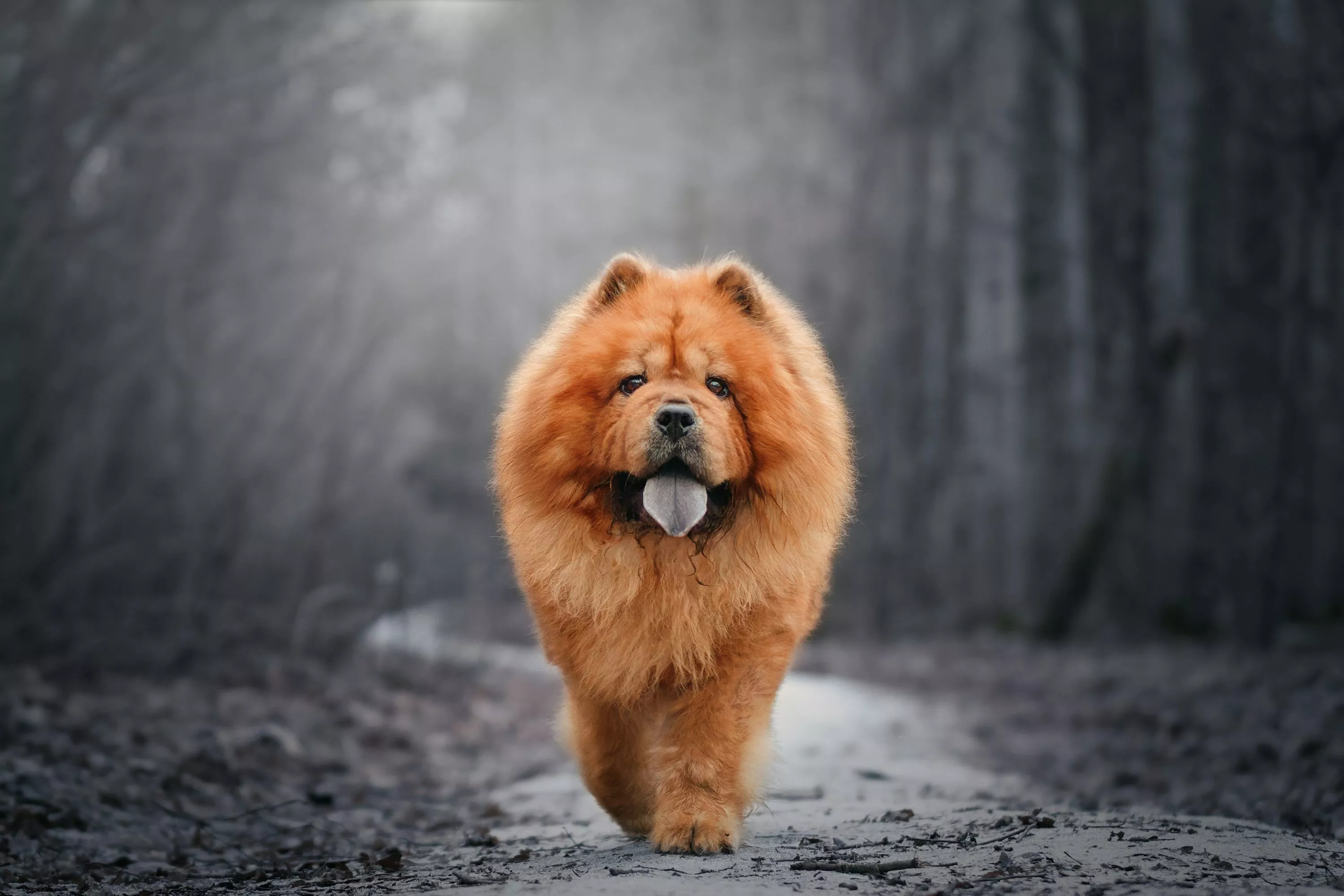 Chow Chow Picture [HD]. Download