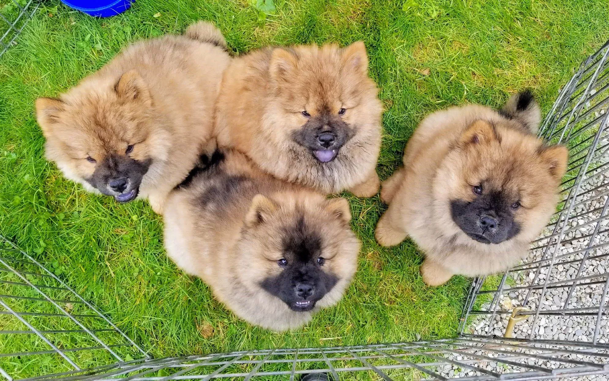 A Chow Chow Puppy at the Farm
