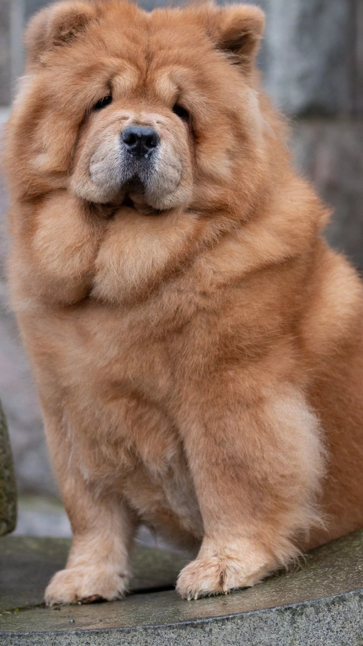 Chow Chow Wallpaper