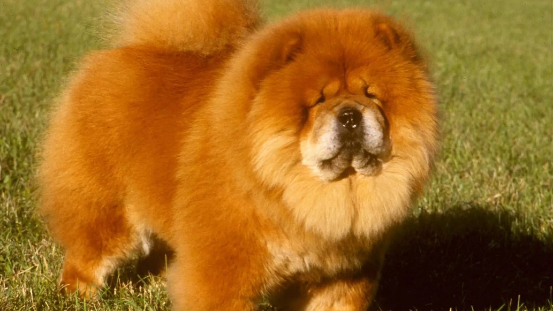 Chow Chow Wallpaper HD For Pc 4k