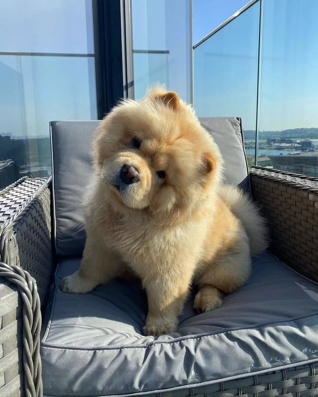 Chow shop puppy picture
