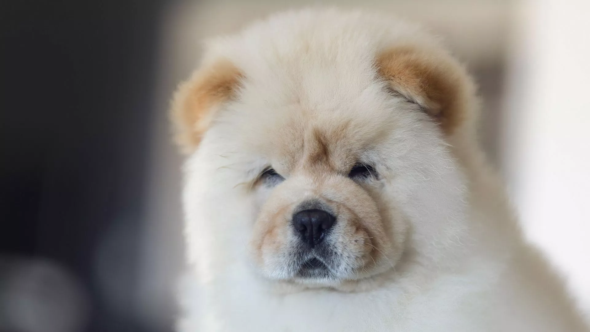 White Chow Chow Puppy Dog HD Dog