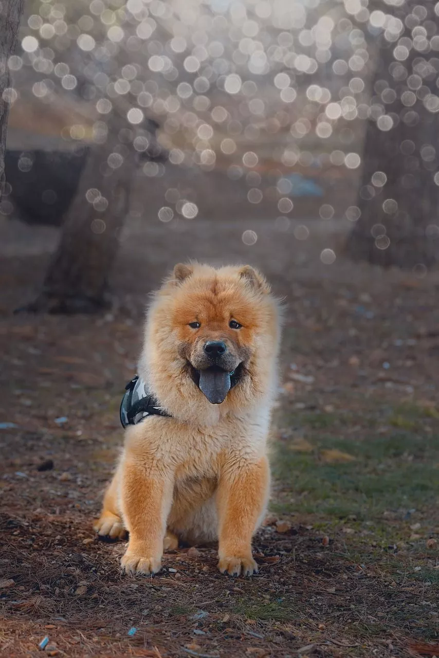 Dog Chow Pet