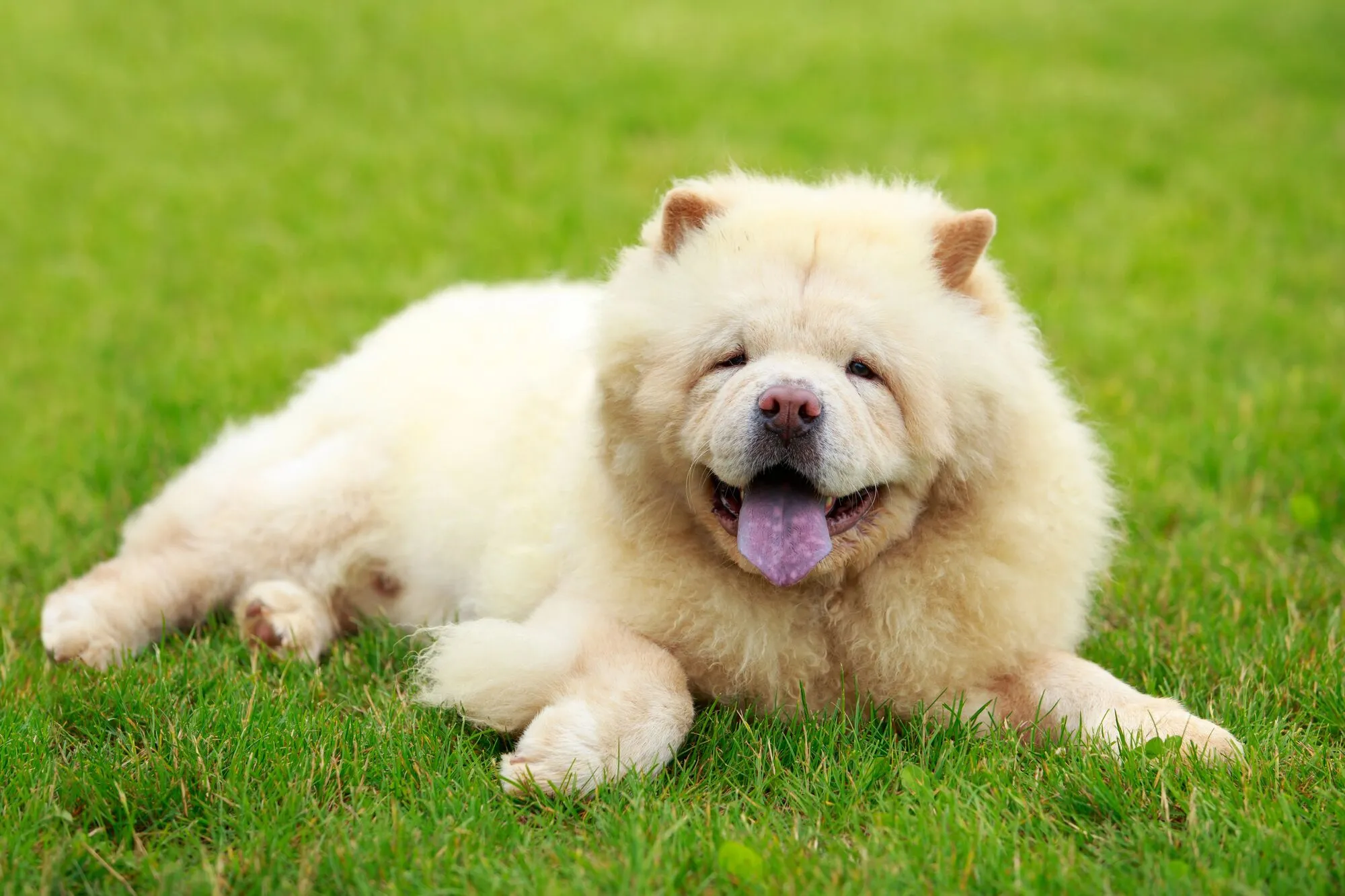 Chow Chow Dog Breed Information. Halo