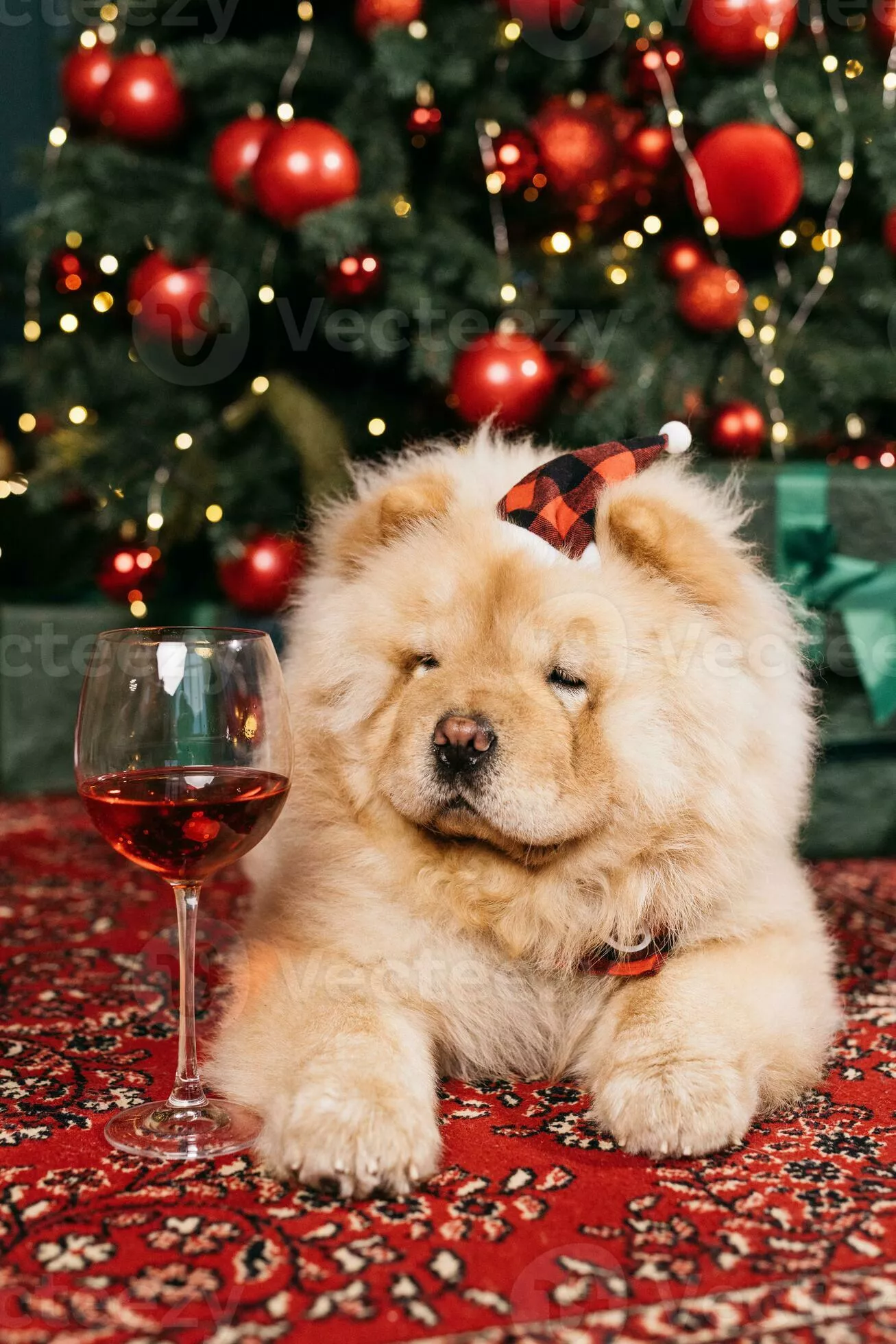 The chow chow puppy is lying on