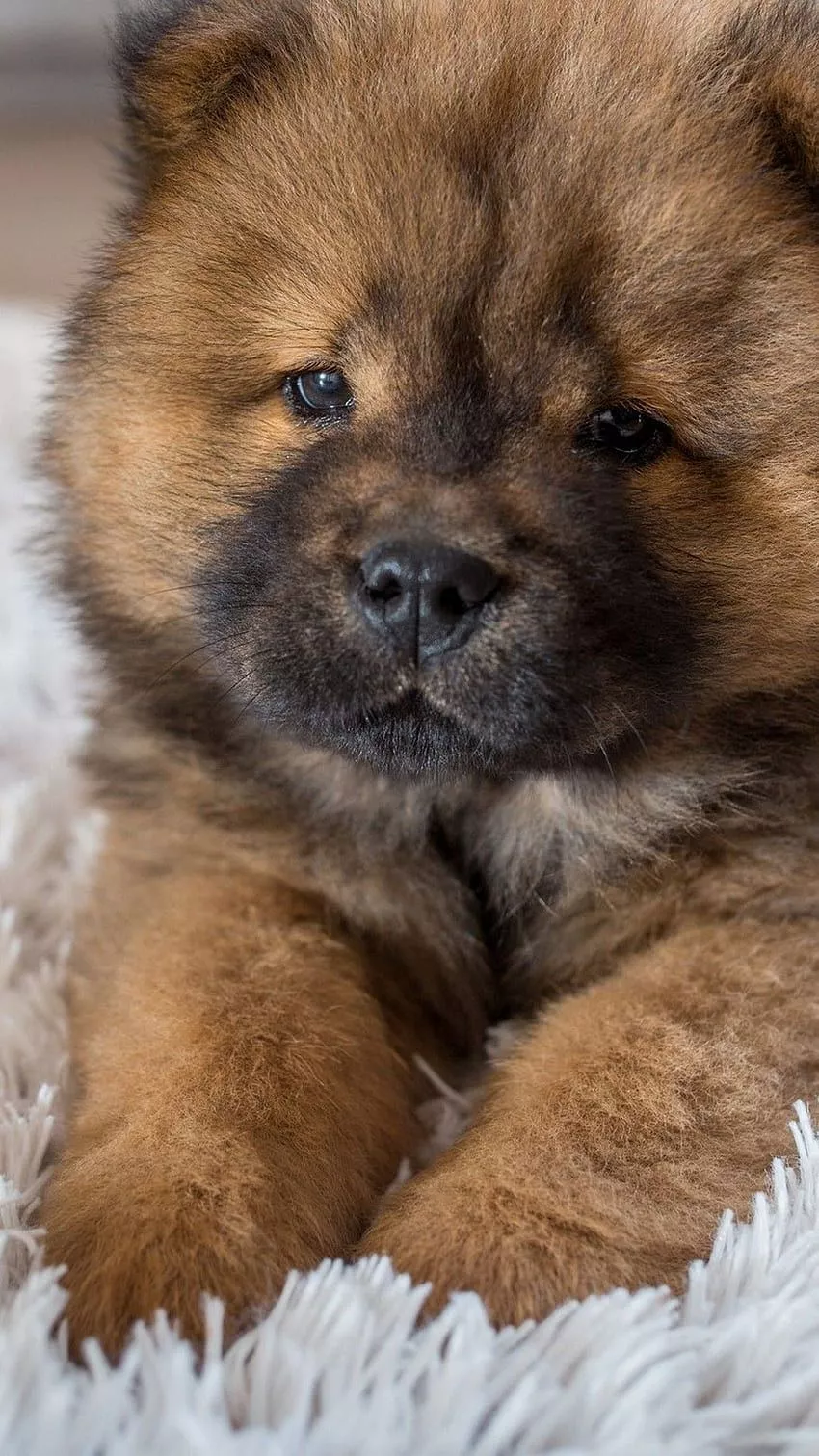 Black chow sale chow puppy