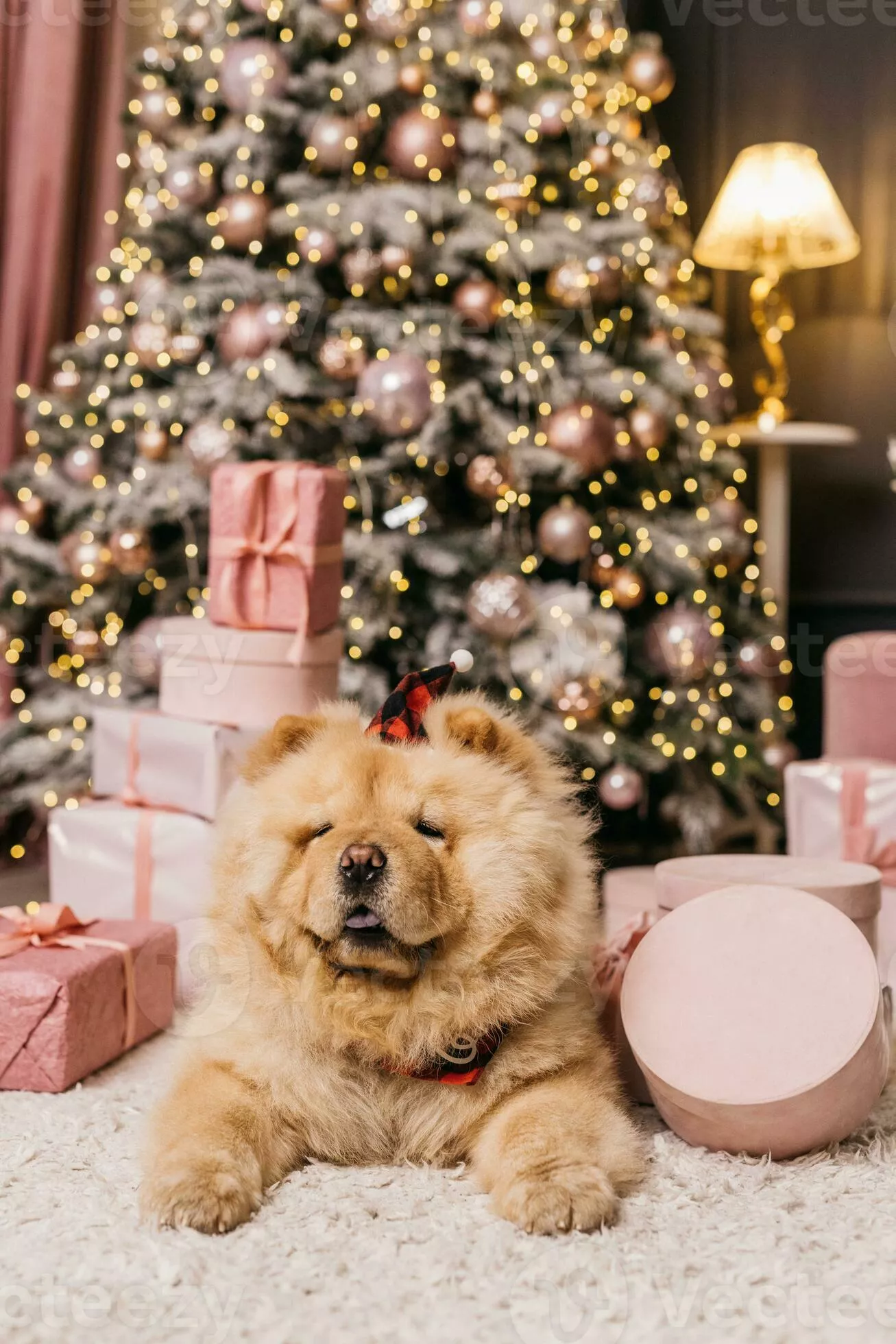 The chow chow puppy is lying on