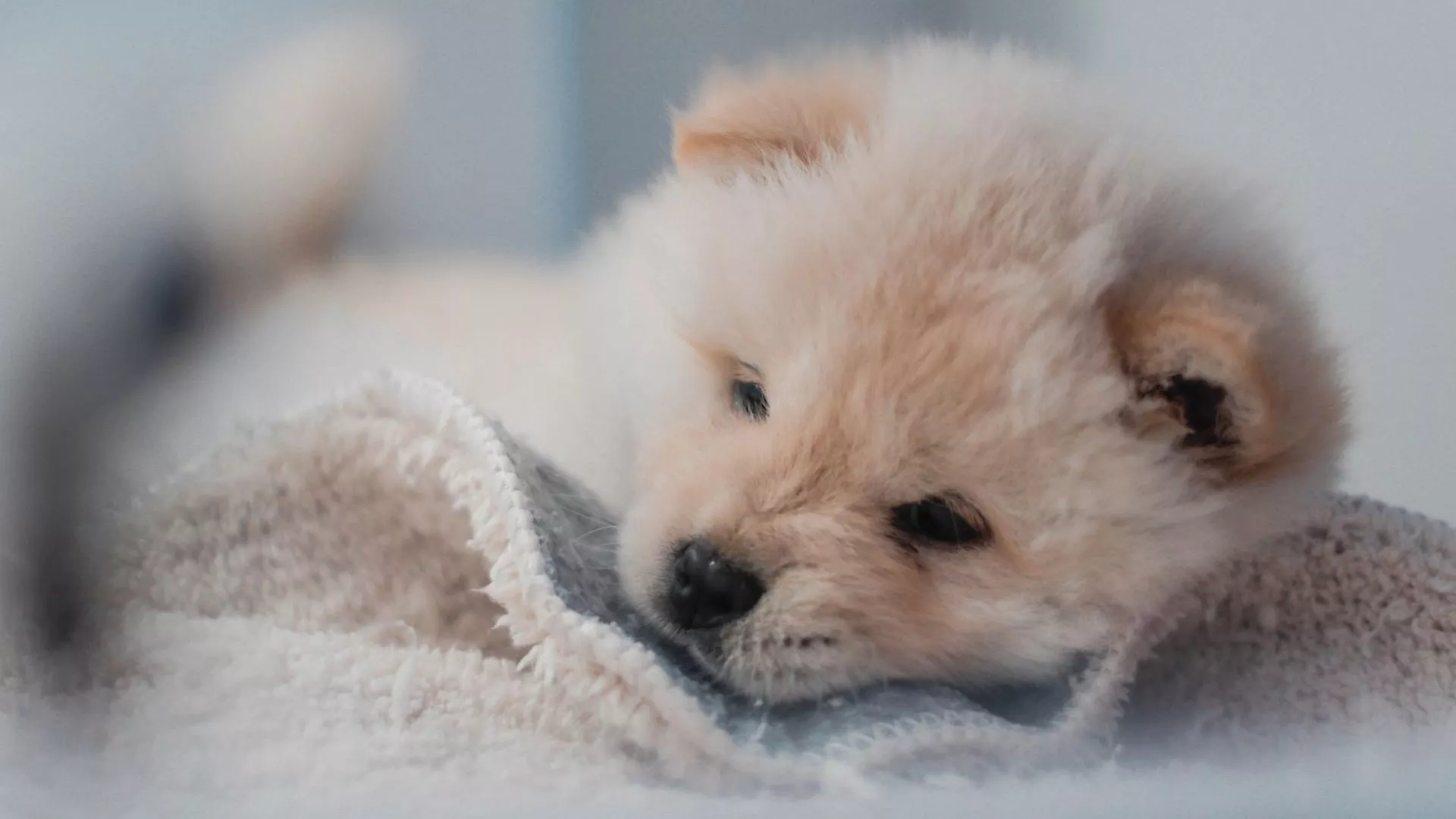 Tan Chow Chow Puppy On White Towel HD