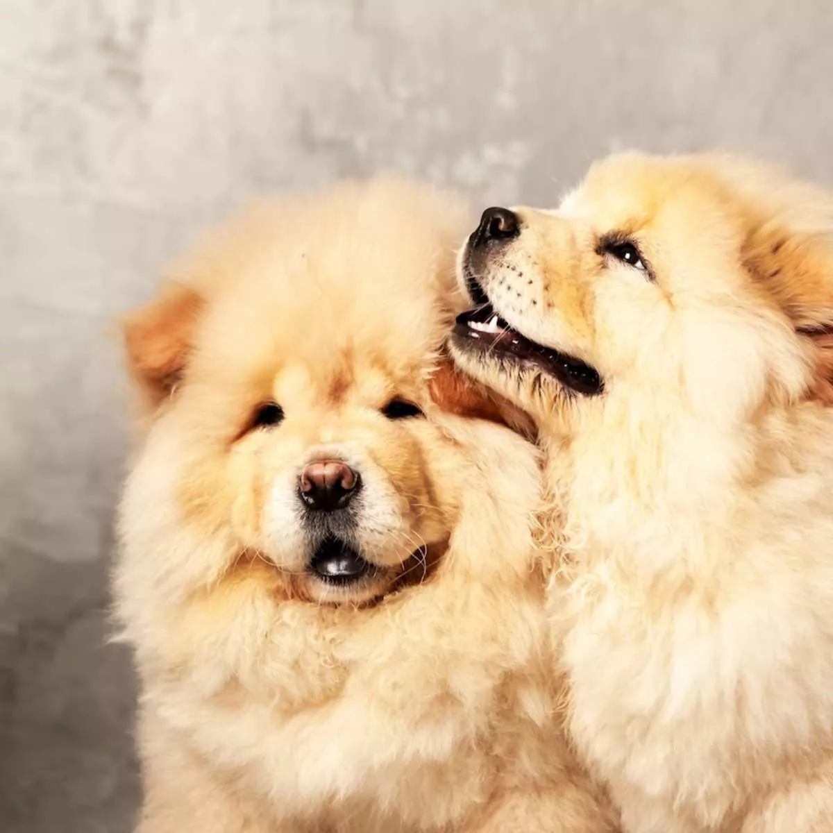 Cart Full of Chow Chow Pups Pulling Up