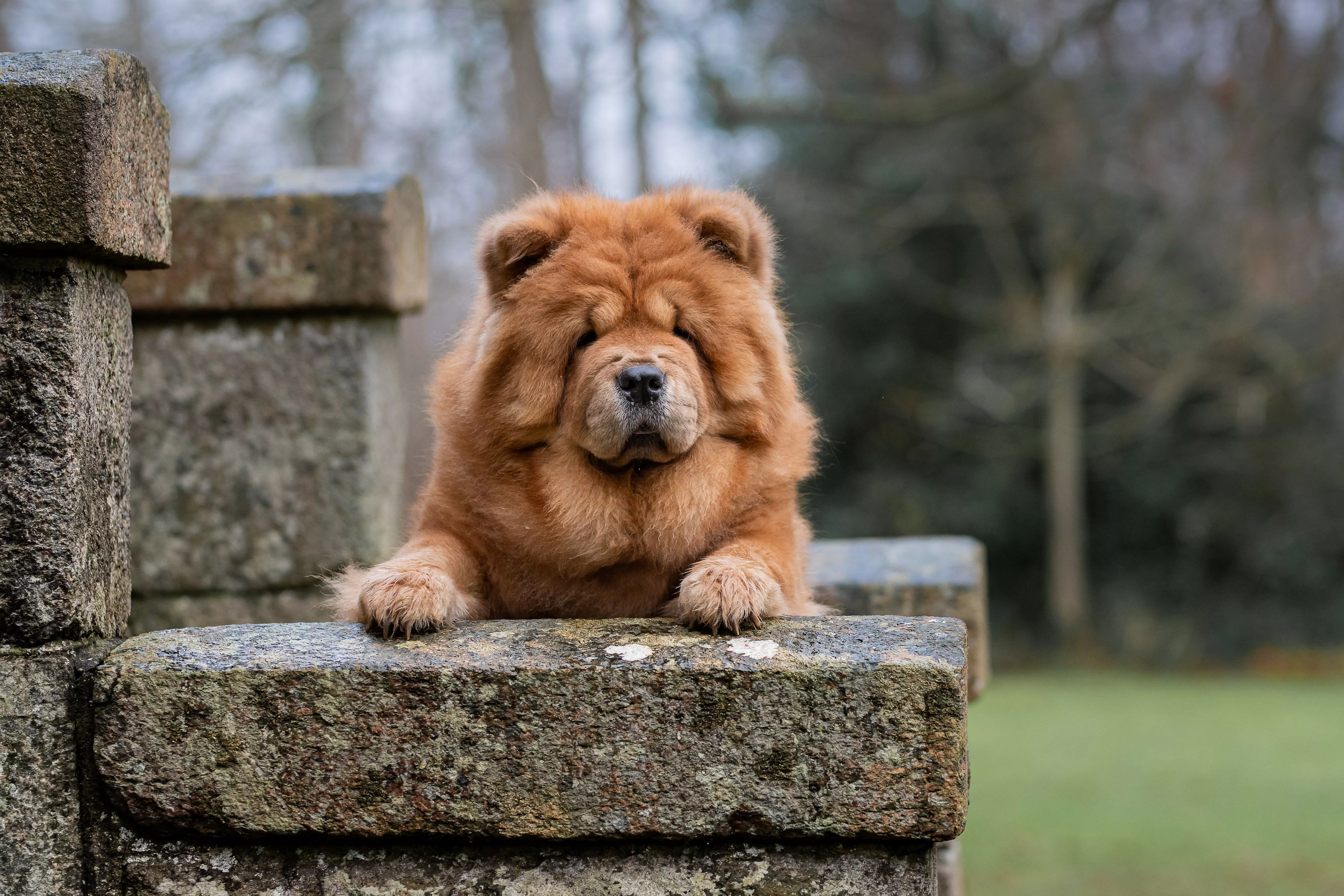 Dog Animal Chow Chow 4k Ultra HD Wallpaper