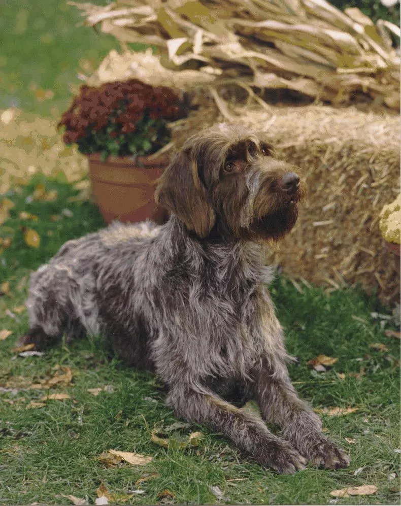 white Wirehaired Pointing Griffon dog photo