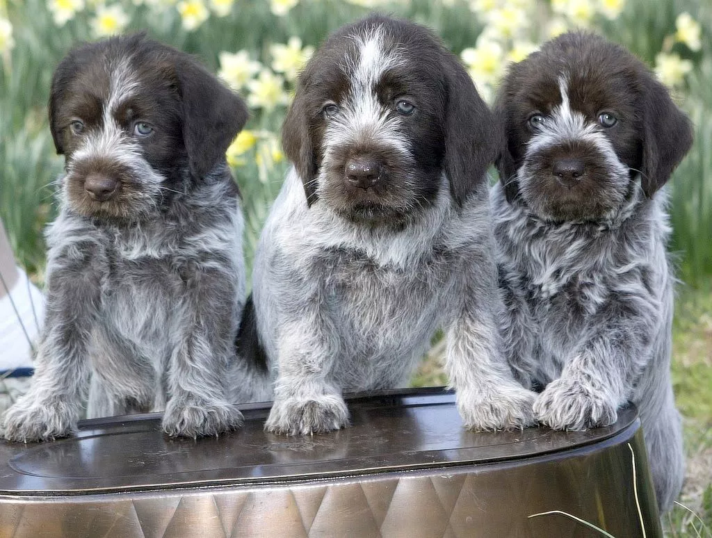 Three Wirehaired Pointing Griffon