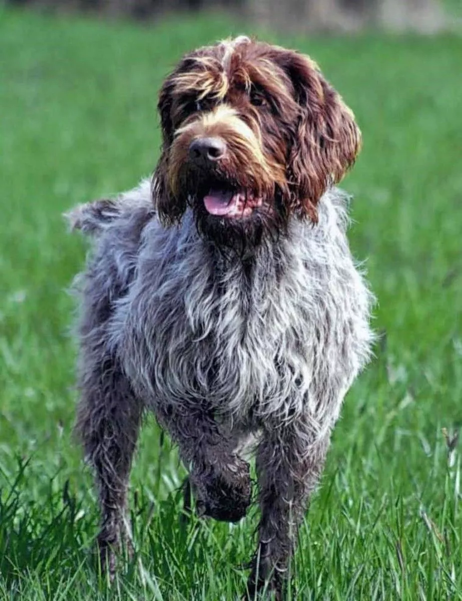 The Wirehaired Pointing Griffon: A