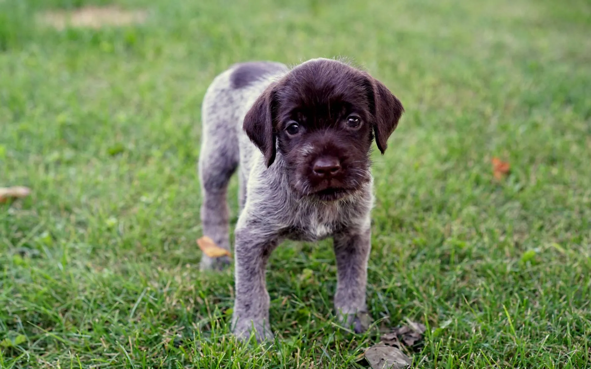 Wirehaired Pointing Griffon Litter