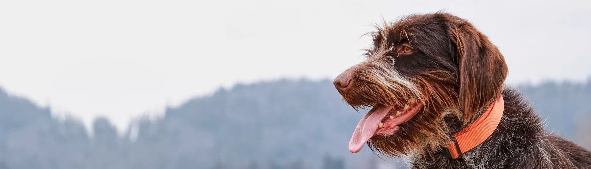 Wirehaired Pointing Griffon