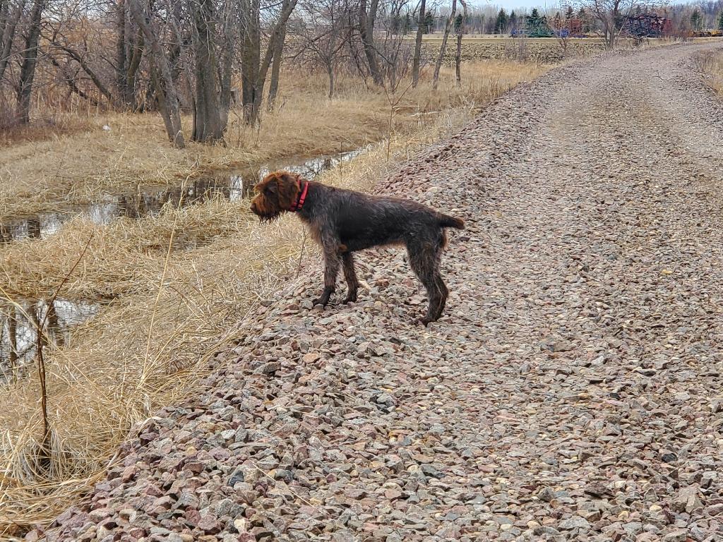 WIREHAIRED POINTING GRIFFON PUPPIES