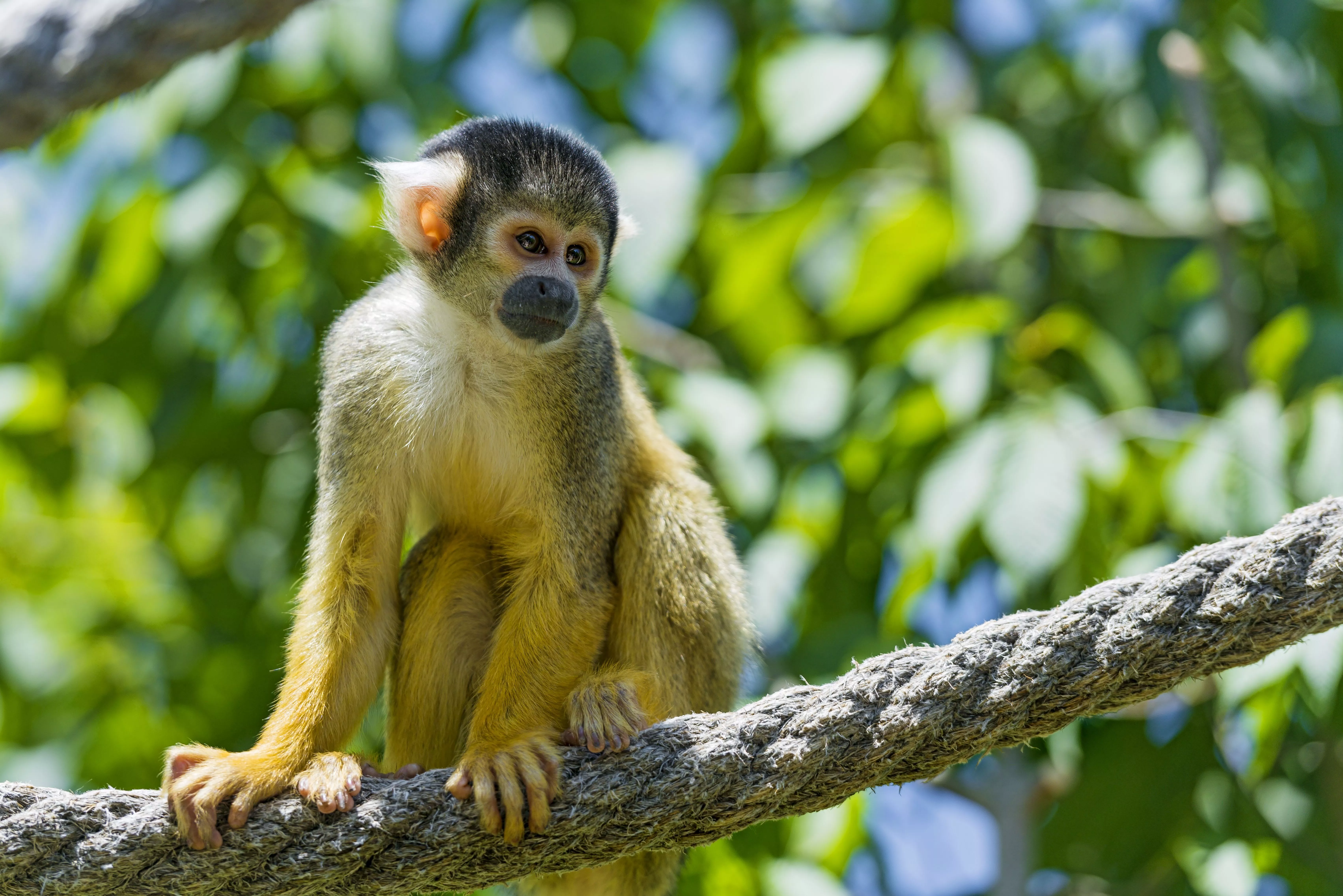 Download Animal Squirrel Monkey 4k