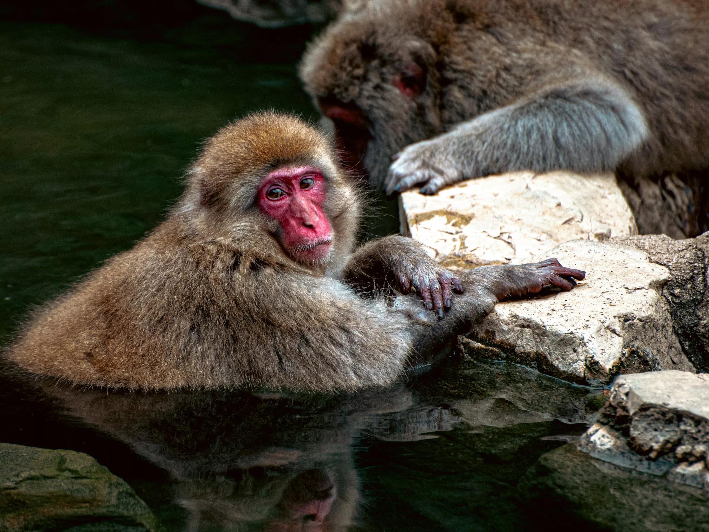 A group of monkeys on a rock photo