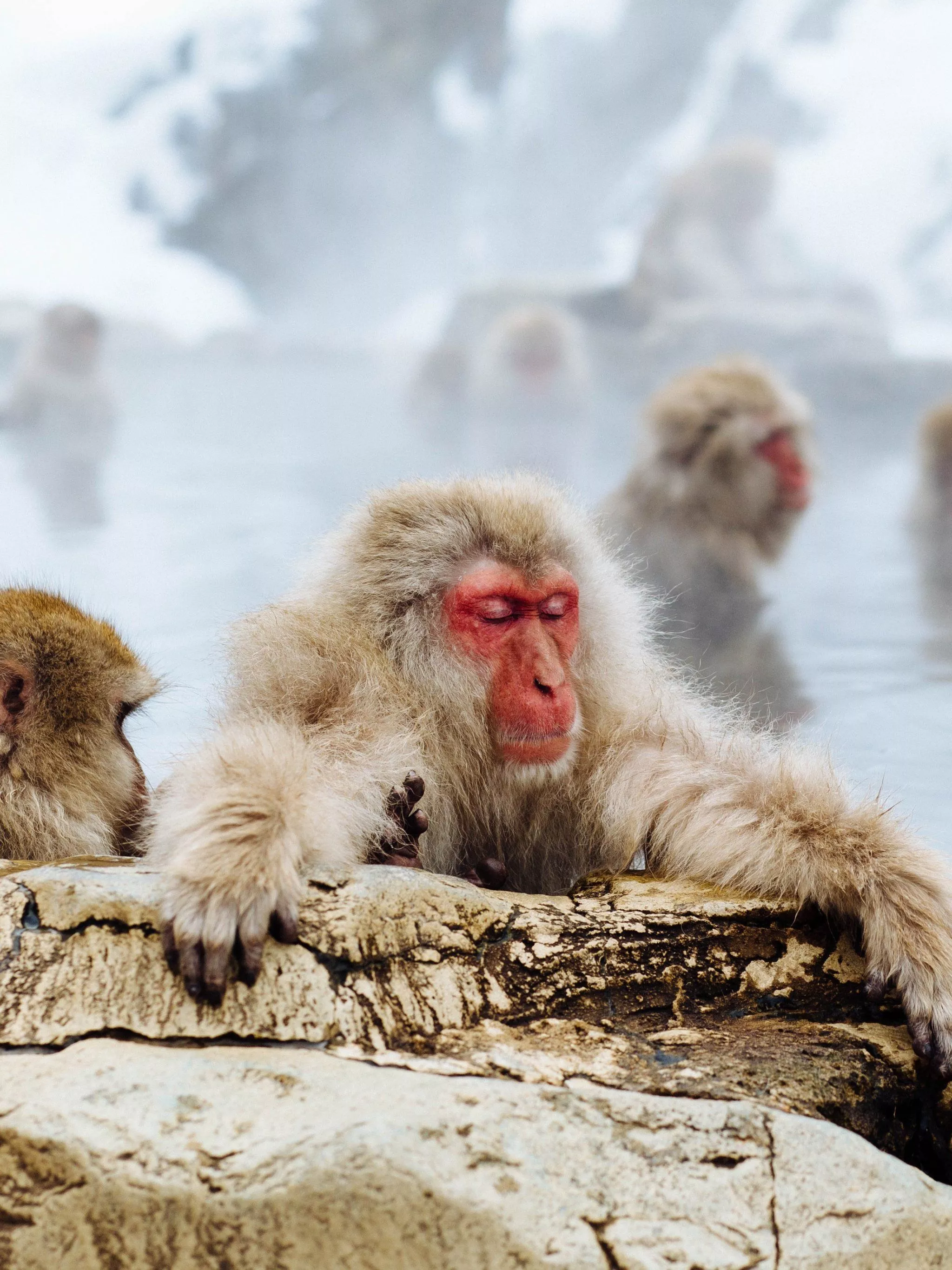 Snow Monkey Wallpaper, Android & Desktop Background
