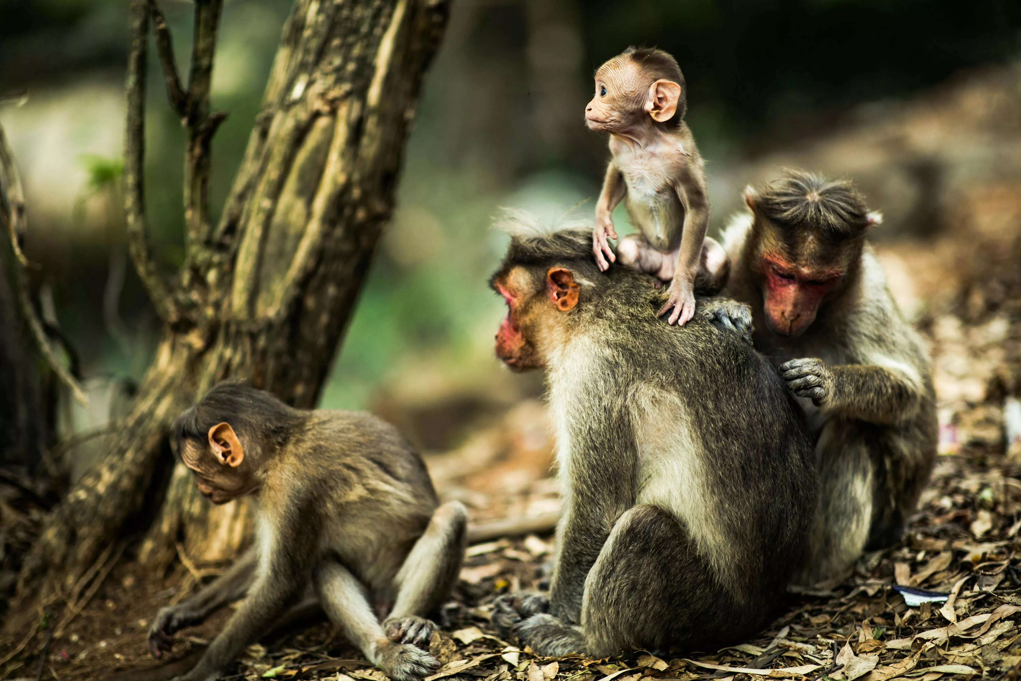 Monkeys Photo, Download The BEST Free
