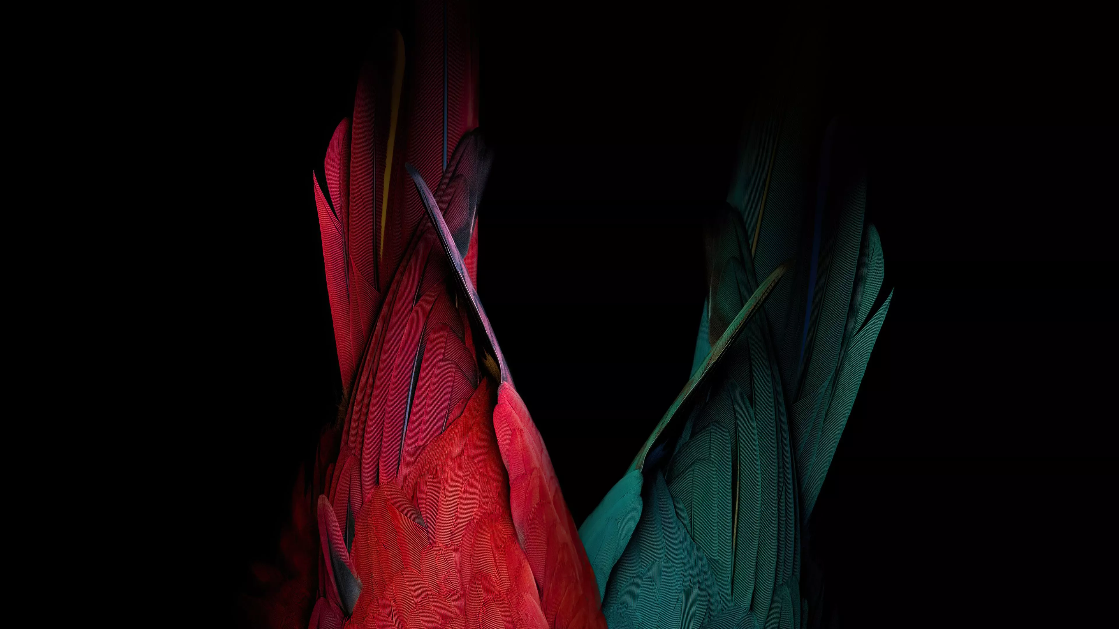 Birds Tail Oled Bakground 4k Wallpaper