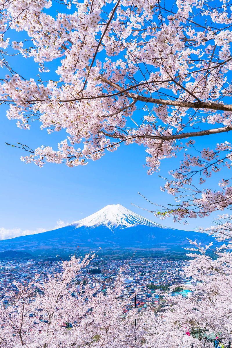 Beautiful Japan, bonito, japan, nature, sakura, HD phone wallpaper
