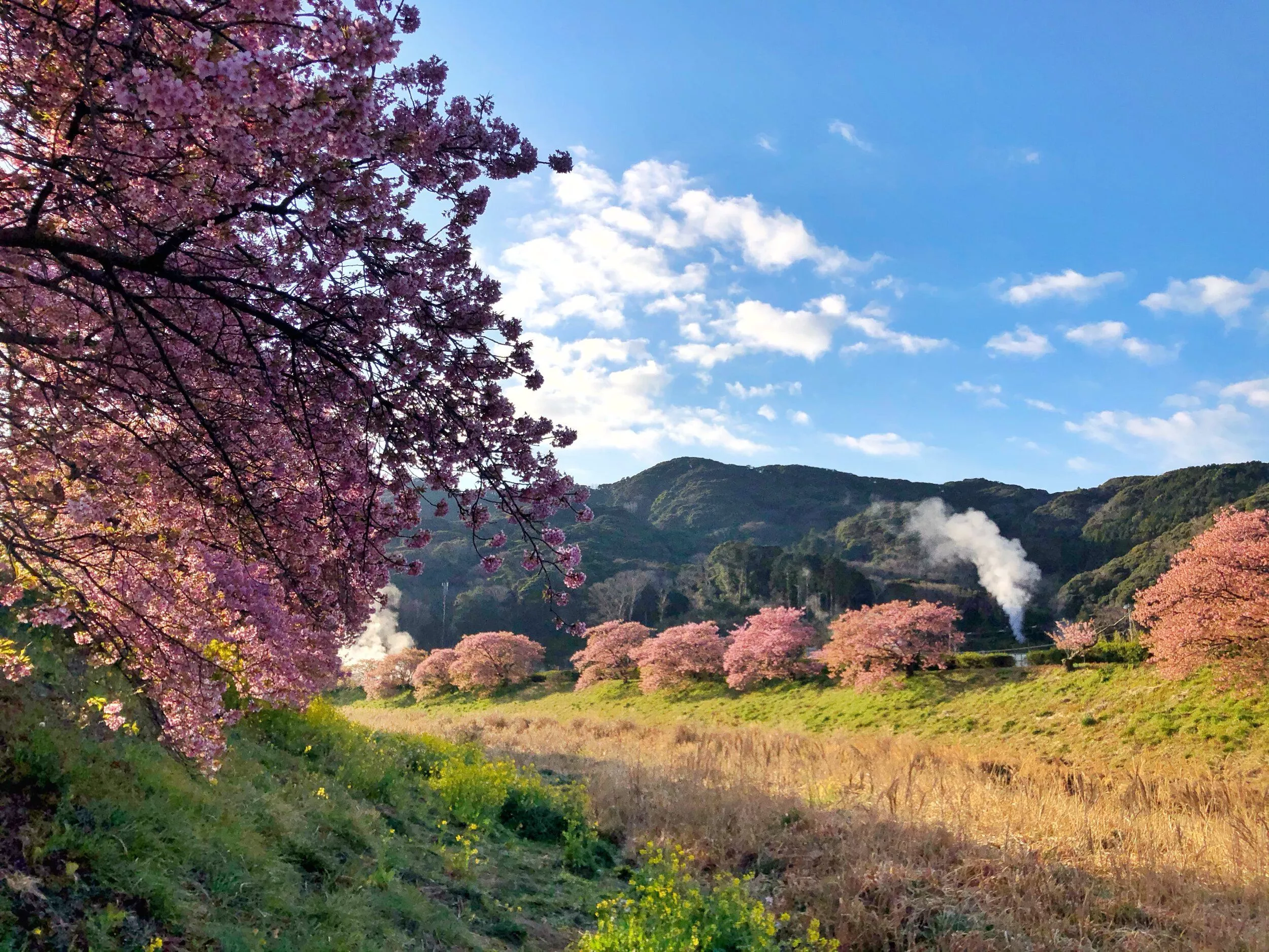 Minami Izu Cherry Blossoms