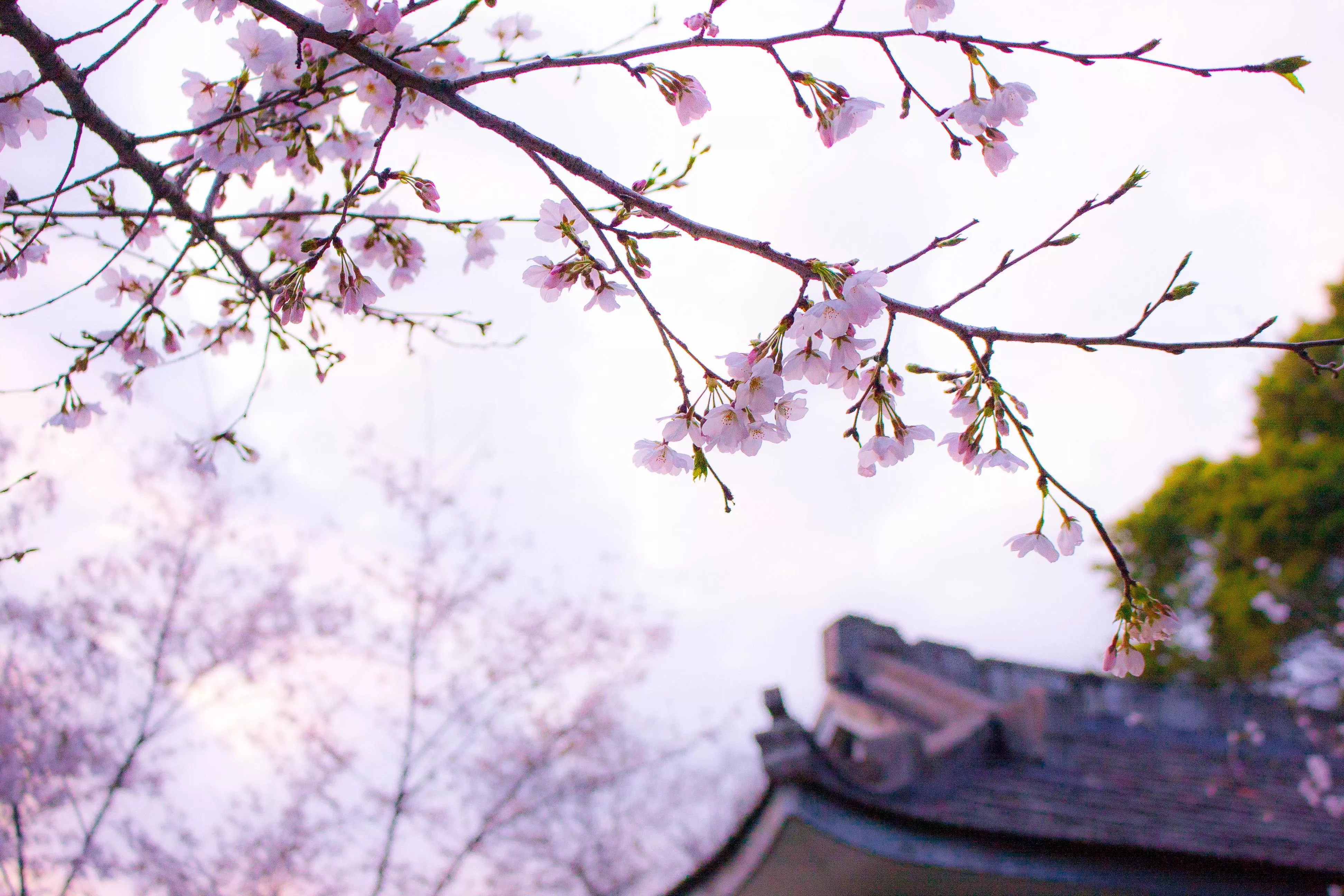 Cherry Blossom Wallpaper Photo