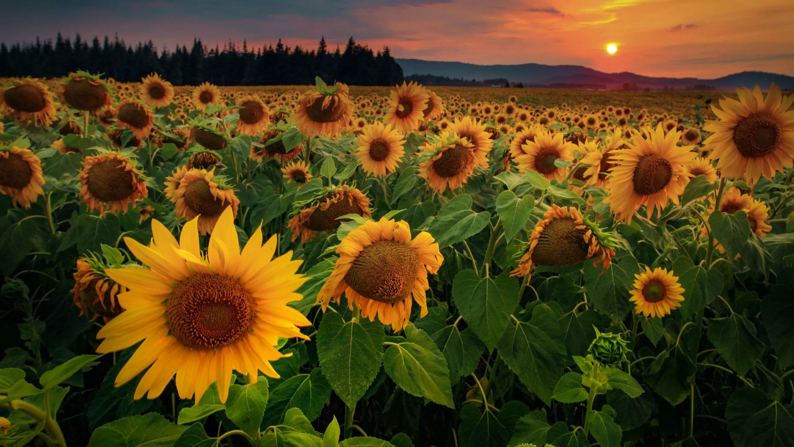 Sunflowers Flowers Field Forest 4K HD