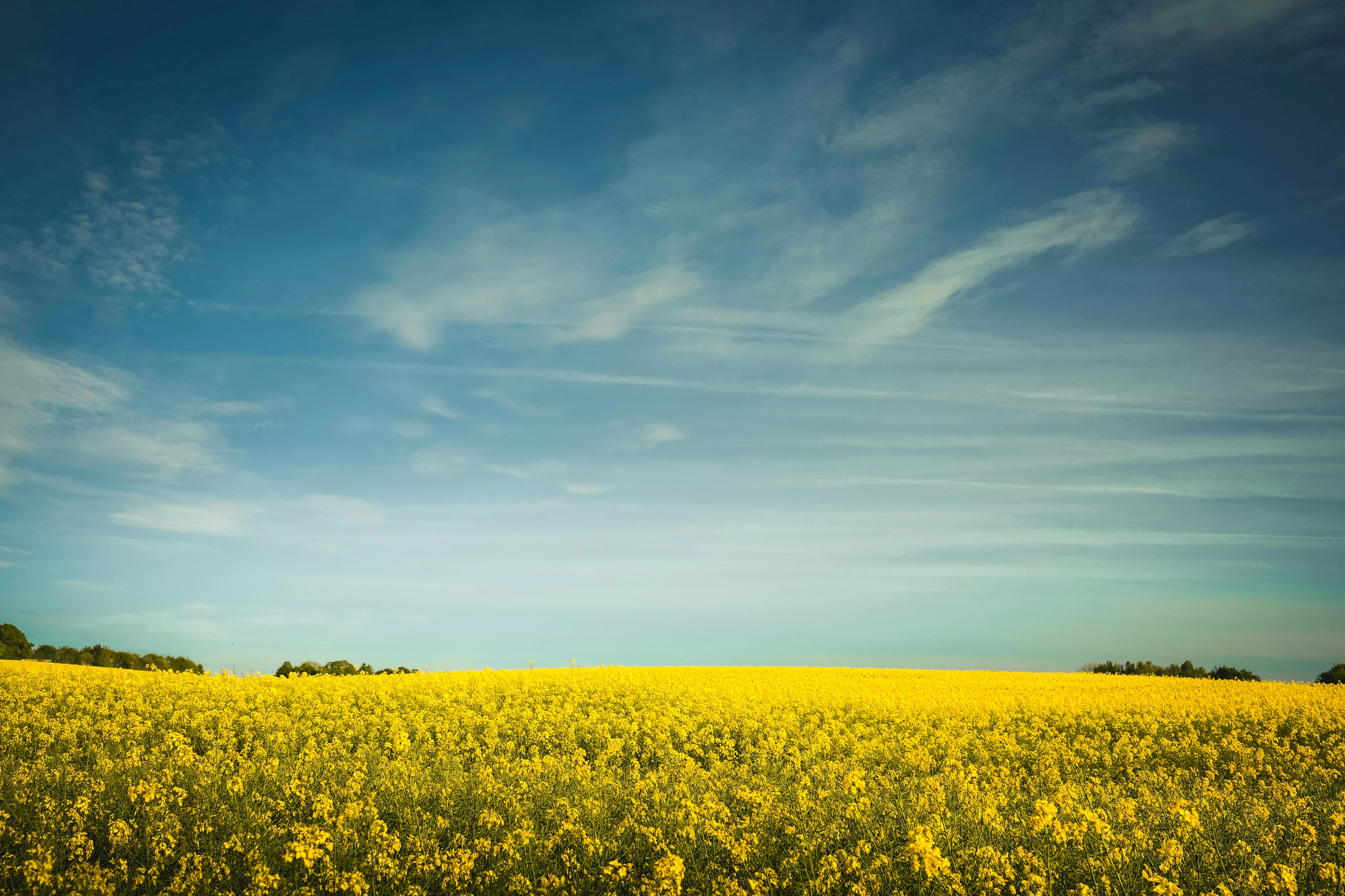 Yellow Flower Field Under Blue Sky